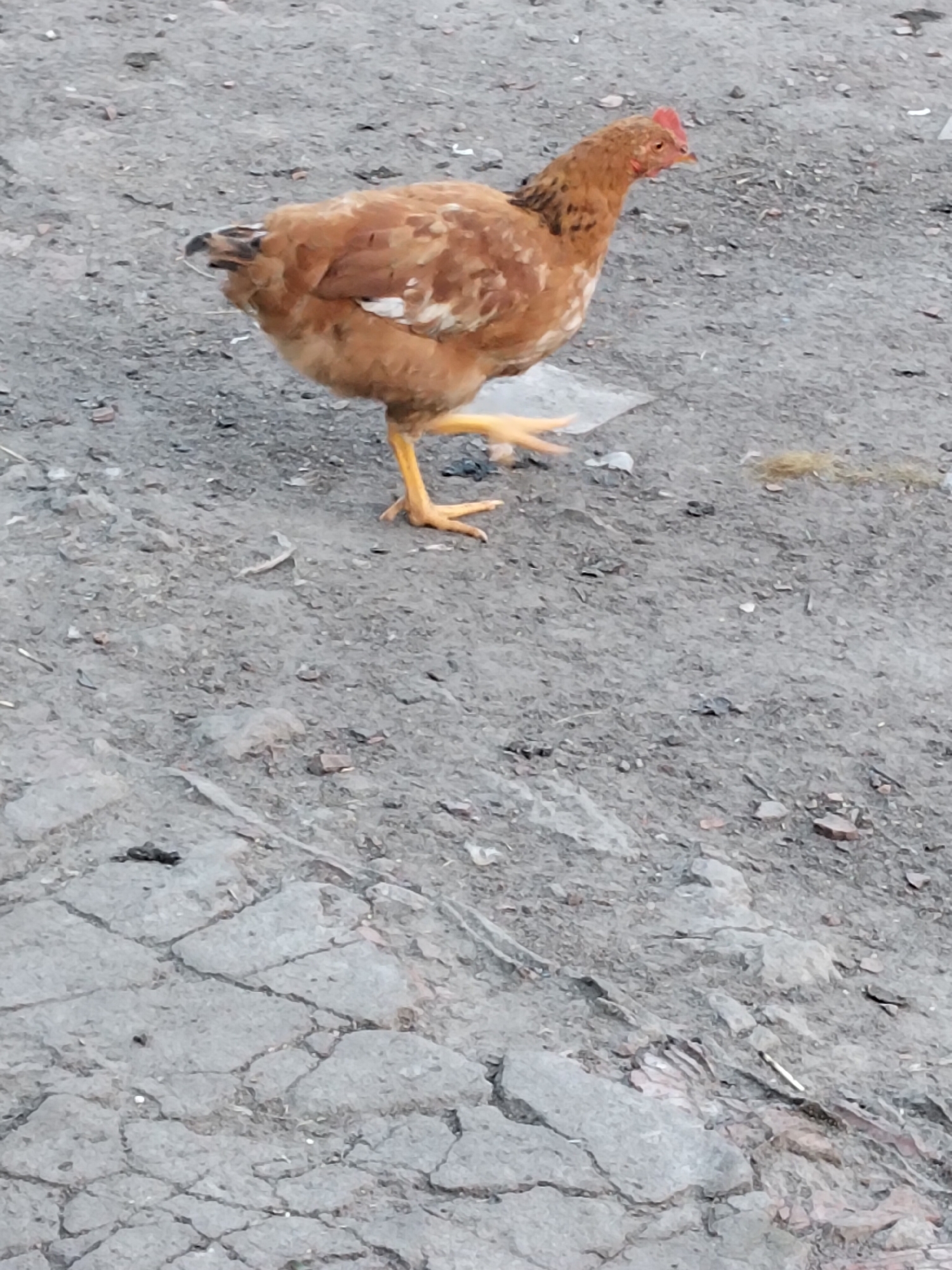 A brown hen with a red comb is standing on a cracked, gray dirt path. Its left leg is lifted as if in motion. The hen is facing to the right. The ground is composed of dirt and small stones. In the background, there is more of the same ground. The scene is outdoors and appears to be in a rural or semi-rural setting. There is no clear indication of the city of Ustyvytsia, Ukraine, in the image itself.