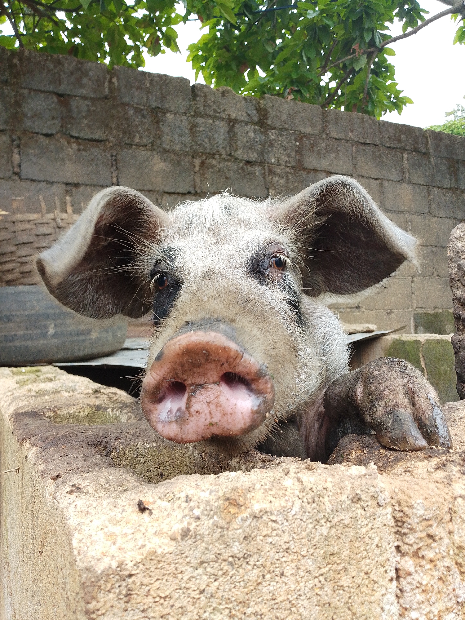 A pig with gray and white fur rests its front hooves on a concrete enclosure. The pig's large pink snout is prominent. The background includes a brick wall and green foliage. The setting appears to be in Jos, Nigeria. A tire and basket can be seen.