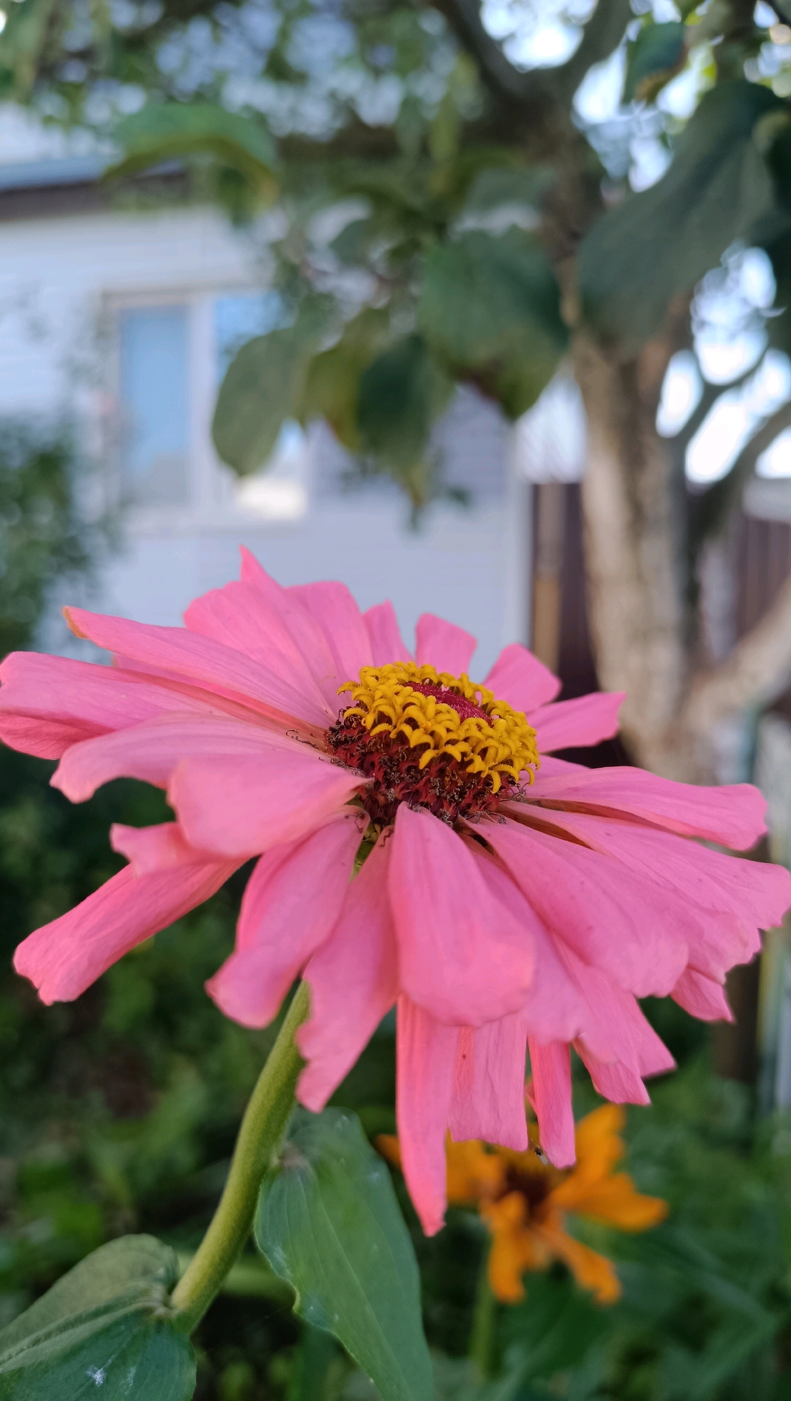 A close-up, low-angle outdoor shot captures a vibrant pink zinnia flower in full bloom. The flower dominates the foreground, with its delicate, layered petals unfurling outwards. At the center of the bloom, a cluster of bright yellow stamens is visible, surrounded by a reddish-brown center. The flower is attached to a sturdy green stem, with several green leaves visible below.
In the background, out of focus, is a blurred residential setting. A white building with a window and a brown wooden fence can be discerned. Green foliage and the trunk of a tree are also visible, suggesting a garden or yard environment. The lighting indicates it is daytime, with soft natural light illuminating the scene. The image appears to be a candid shot, focusing on the beauty of the flower within its natural surroundings. The location is identified as Karsha, Russia.