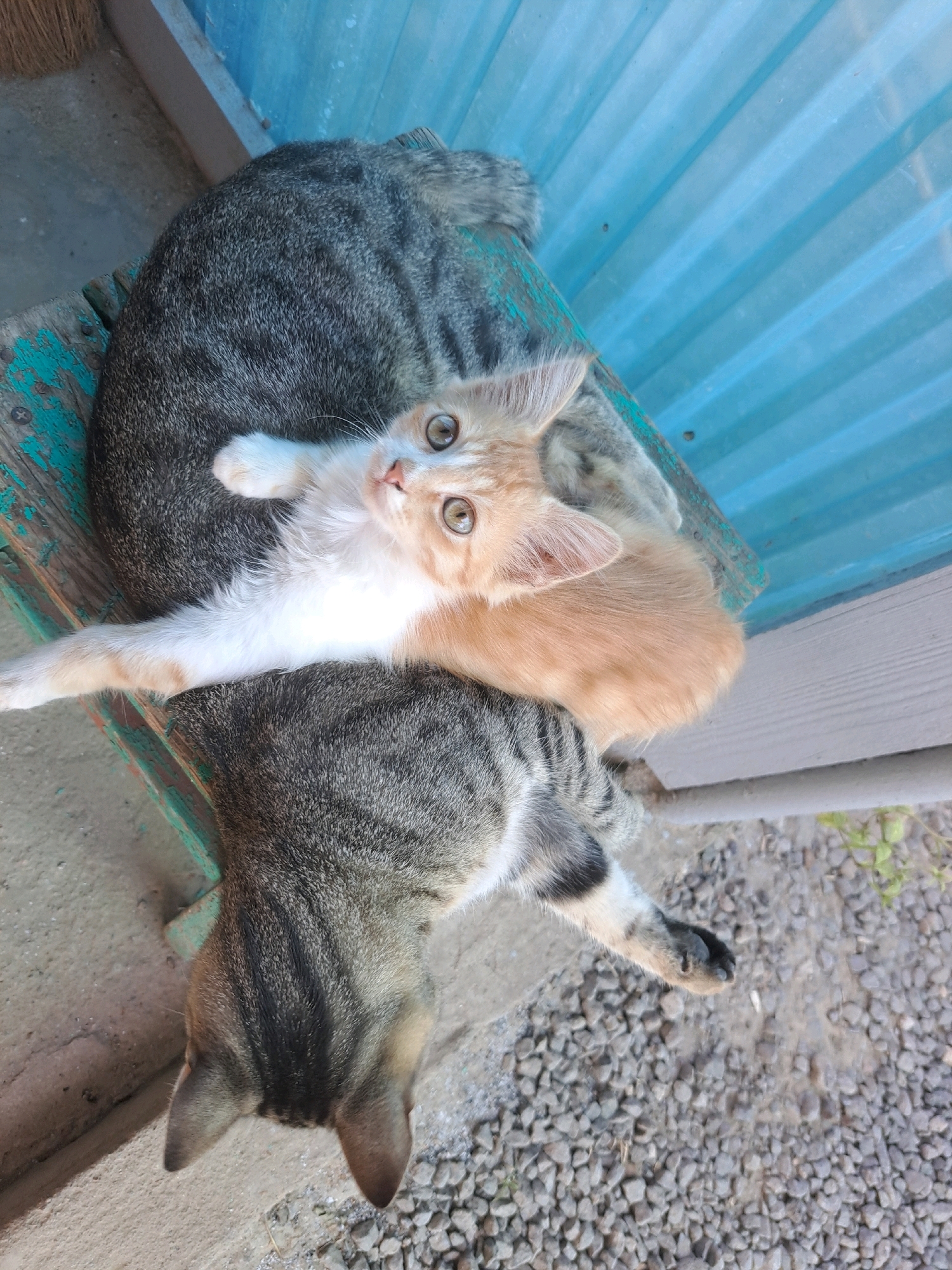 Two cats are lying on a wooden bench with a blue corrugated metal background. The larger cat is a tabby with gray and black stripes, lying down with its head facing away from the camera. The smaller cat is a cream-colored kitten with white markings, lying on top of the tabby cat, facing the camera. The kitten has large, expressive eyes and is stretching one of its front paws towards the viewer. The bench appears weathered with chipped green paint. The background is a bright blue corrugated metal sheet, possibly part of a fence or structure. The ground beneath the bench is composed of concrete and small gray gravel. The overall scene suggests an outdoor domestic setting, potentially in the city of Vypasne, Ukraine, given the context provided.