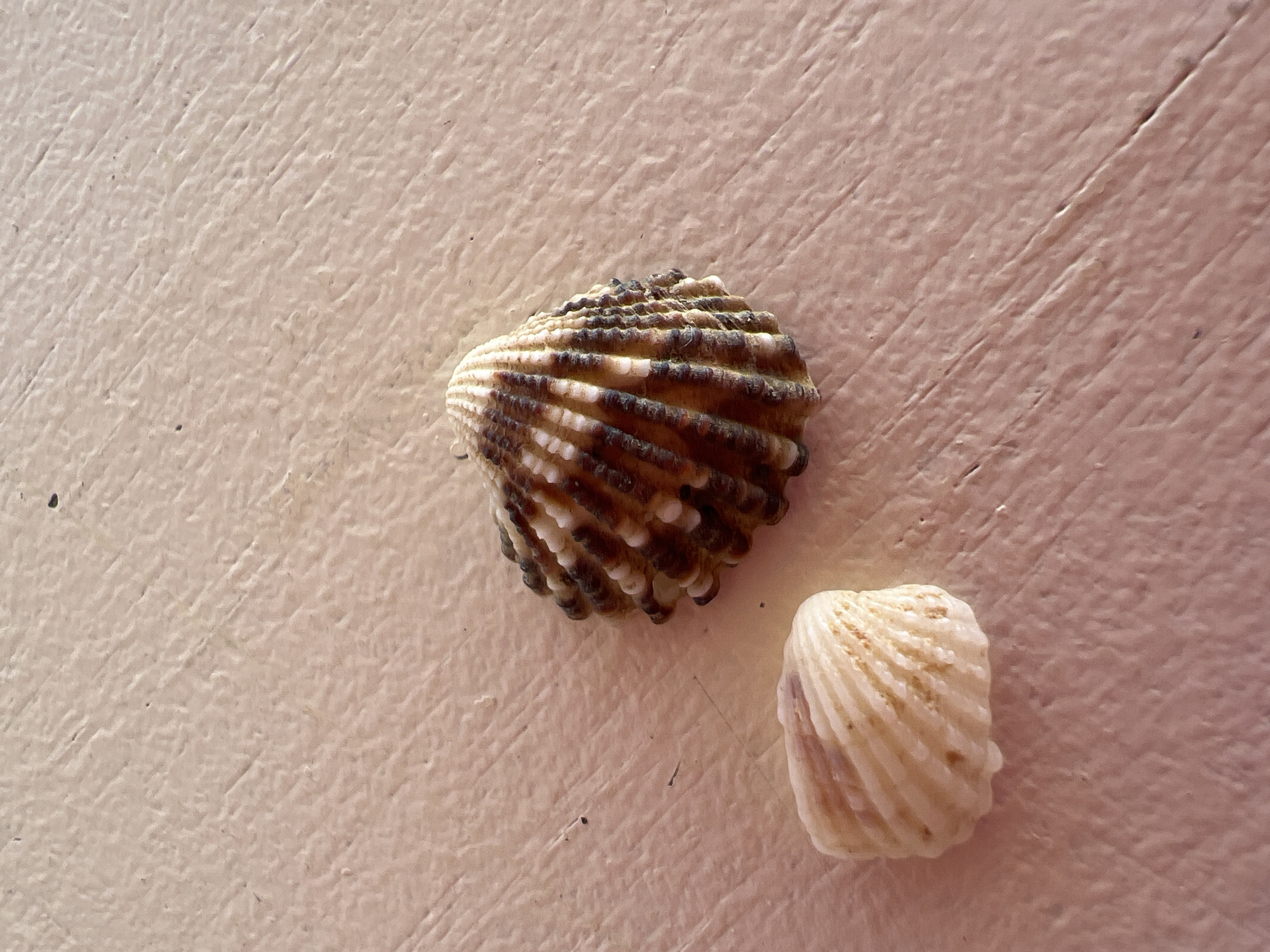 Two seashells are placed on a light pink, textured surface. One seashell, larger and more prominent, is positioned in the upper right quadrant of the image. It has a ribbed texture with alternating bands of dark brown and light tan. The other seashell, smaller and lighter in color, is located in the lower left quadrant. It is off-white with faint tan stripes and appears to be a different shape, with more rounded edges. The surface beneath the shells has a wood-grain like pattern with visible lines and indentations. There is no indication of a city or specific location within Eretria Municipal Unit, Greece, based solely on the visual information provided.