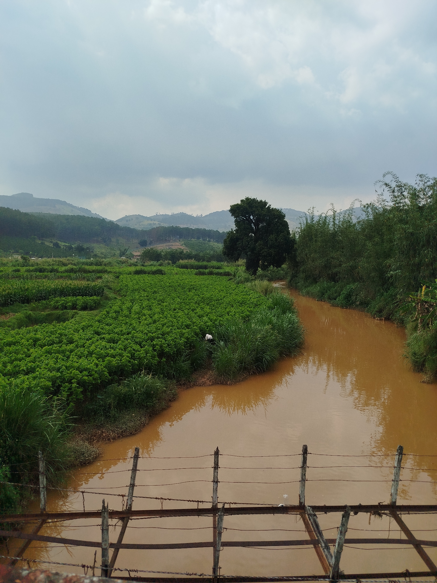 This media file presents a panoramic view of a lush rural landscape in Thôn 1, Vietnam, captured under an overcast sky. The scene is dominated by vibrant green agricultural fields, a winding muddy river, and distant hills.
In the immediate foreground, a rudimentary barrier or fence made of wooden posts and rusty wires spans the frame, partially obscuring the brown, sediment-rich river. The river itself snakes through the middle ground, its color indicative of high soil content, possibly from recent rainfall or local soil types.
On the left side of the river, expansive, verdant fields stretch out, filled with neatly cultivated, low-lying green crops. A solitary figure, identifiable by a white garment, is seen tending to these crops near the riverbank, suggesting ongoing agricultural work. Further behind these fields, more cultivated land, possibly with taller crops like corn, extends towards the foothills. A prominent, large dark green tree stands out near a bend in the river, bordering the cultivated fields.
The right bank of the river is densely vegetated with tall grasses, shrubs, and bamboo-like plants, forming a thick green buffer. In the background, rolling hills and mountains rise under the cloudy sky, covered with a mixture of dense forests and what appear to be timber plantations. Scattered, faint structures of houses or farm buildings are visible in the far distance amidst the greenery.
The overall scene depicts a tranquil yet productive agricultural environment, characteristic of rural Vietnam. The cloudy conditions suggest daytime, possibly a humid or post-rain period. No visible text is present in the image.