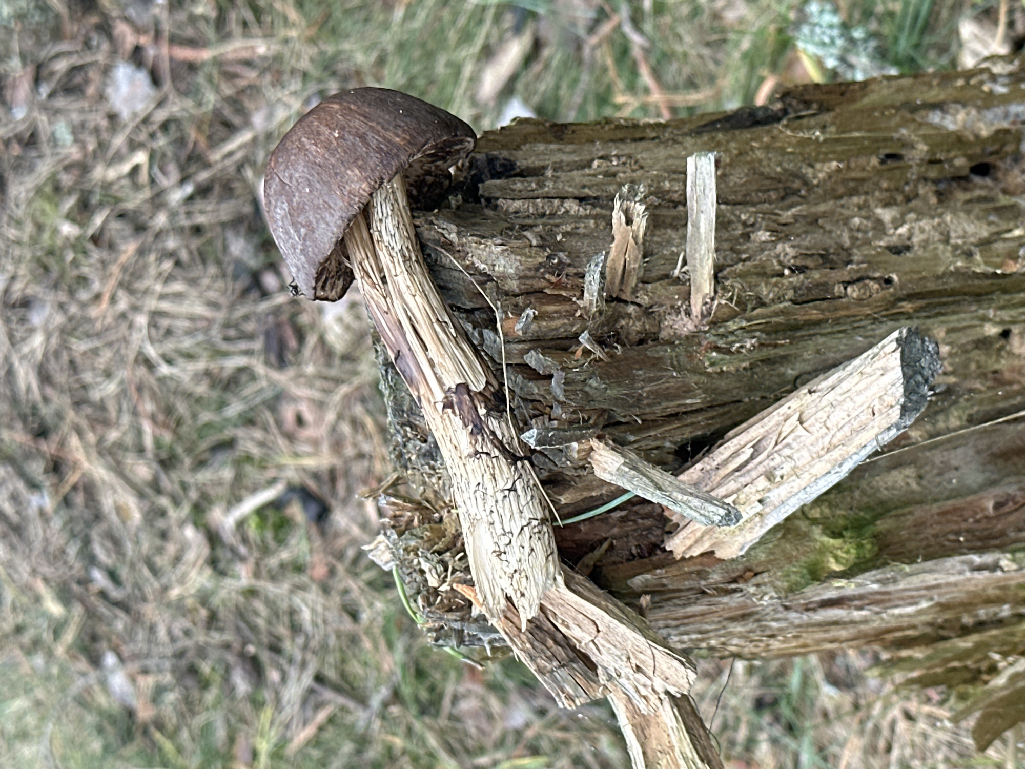 A single brown mushroom with a cracked cap rests on a weathered, broken tree stump. The stump is splintered and dry, with several pieces of wood jutting out at various angles. A thin green vine or blade of grass can be seen growing from the stump. The background consists of dry, brown foliage and some greenery, suggestive of a forest floor. The lighting is overcast, creating a muted atmosphere. The image appears to be taken outdoors in a natural environment. No people are present. The location is identified as Нарацкі сельскі Савет, Belarus.