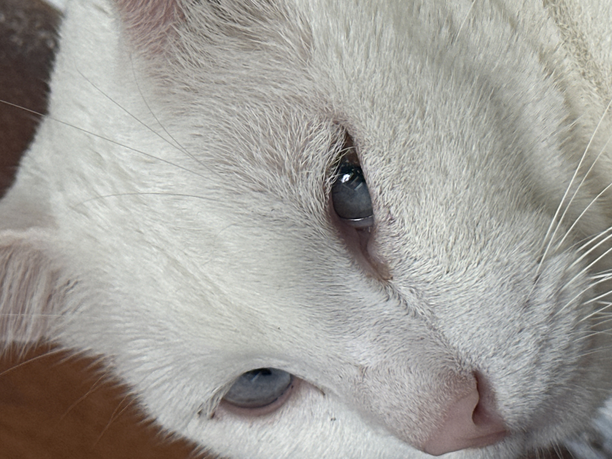 A close-up, eye-level, full-frame shot shows the head of a white cat. The cat's fur is short and soft. Its left eye is wide open, and its right eye is partially closed. The cat's nose is pink and slightly damp. The background is blurred, but it appears to be a wooden surface. The image is sharp and well-lit, with a shallow depth of field. This photograph was taken in the city of Sukawati, Indonesia.