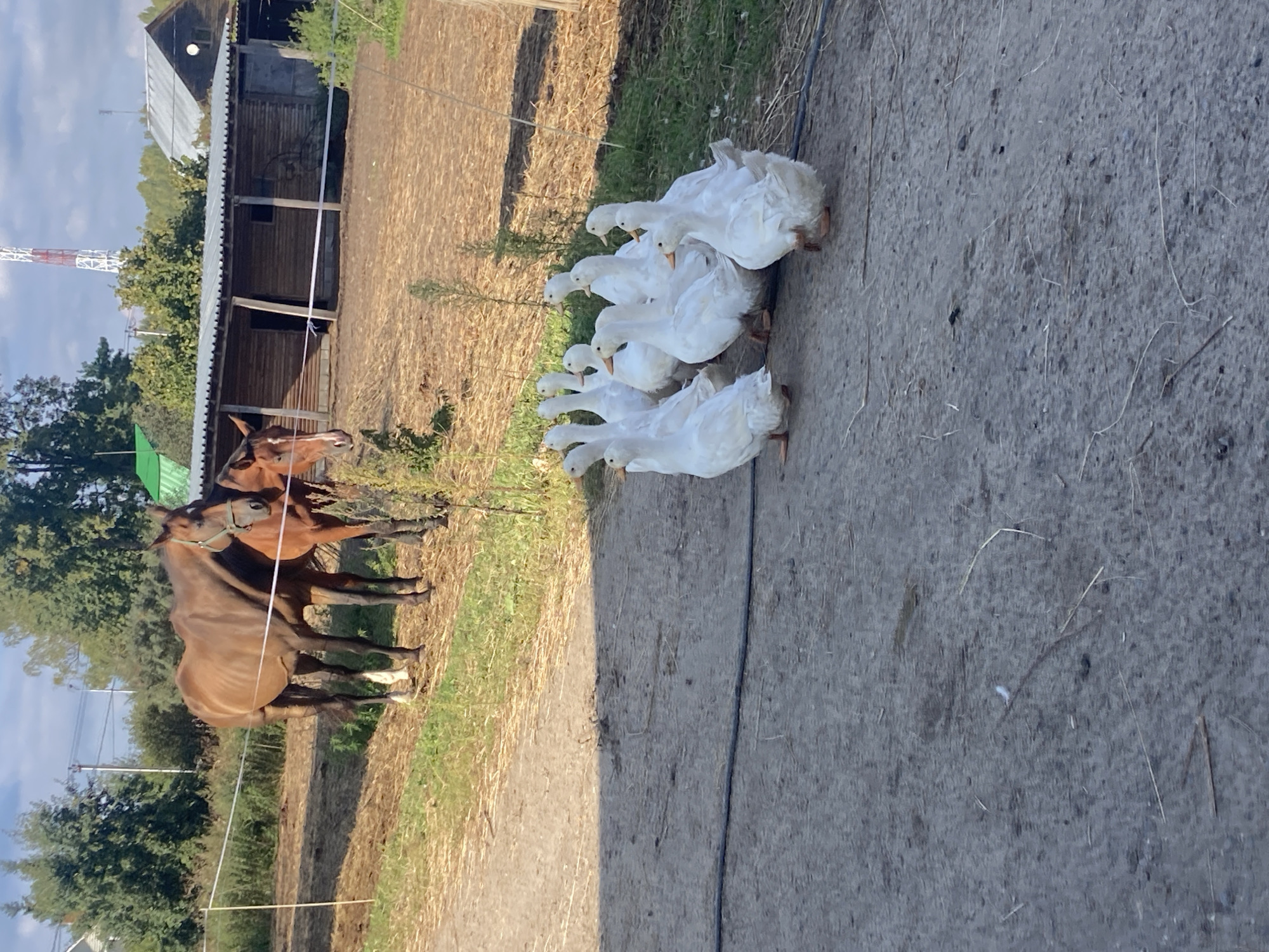 In Besedy, Russia, an outdoor scene depicts two horses and a flock of white geese. The horses, one brown and one lighter brown, stand near a wooden barn with a metal roof. The geese are gathered on a dirt path in the foreground. The environment includes dry grass, trees, and a clear sky with scattered clouds. The overall impression is that of a rural farm setting.