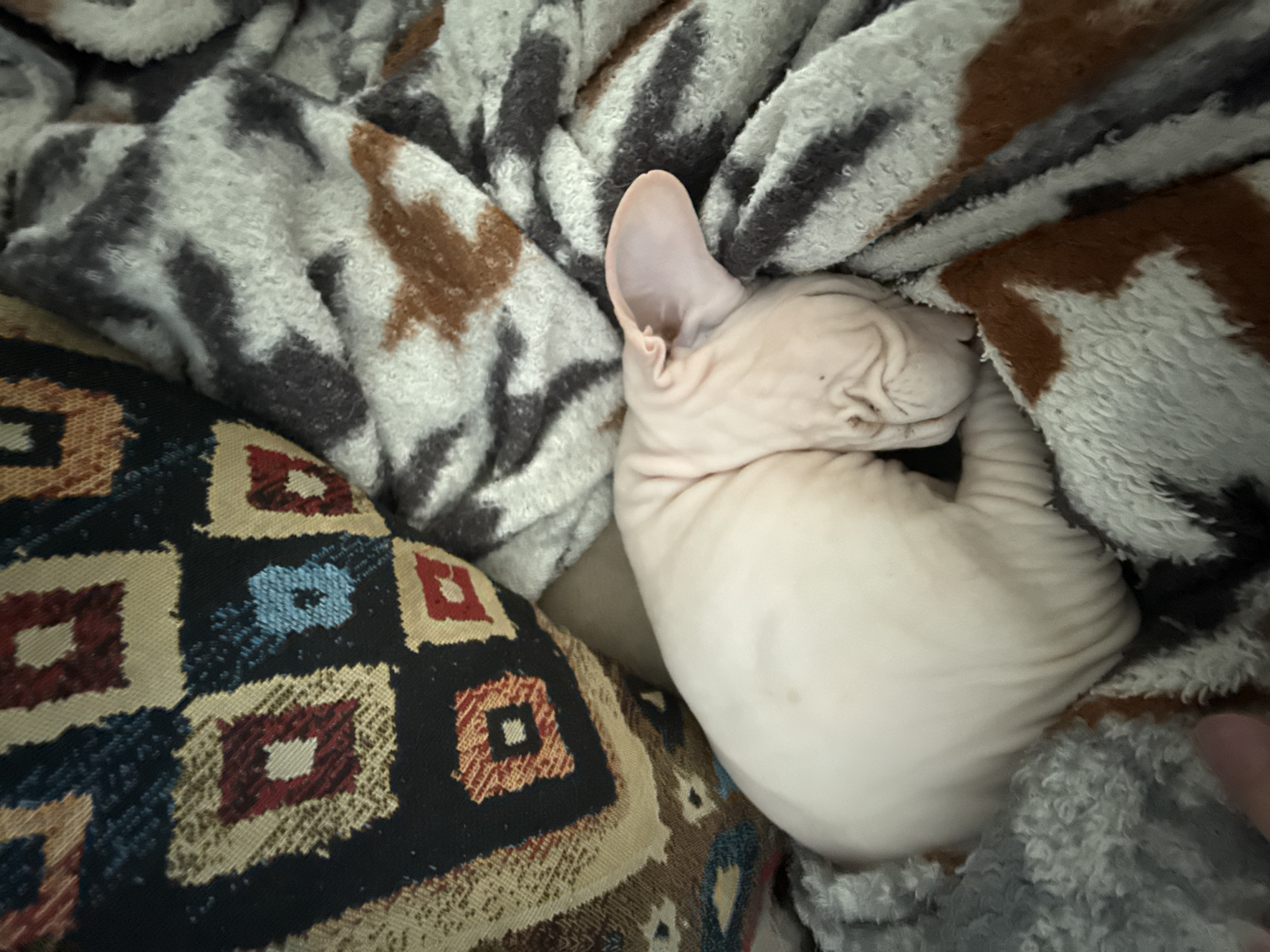 A pink Sphynx cat is curled up asleep on a patterned blanket and pillow. The blanket has a mix of grey, white, and brown colors with an irregular pattern. The pillow has a geometric pattern with squares of red, blue, beige, and brown. The background is soft and out of focus. The scene is indoors. There is no evidence to suggest this image was taken in Krasnoyarsk, Russia.