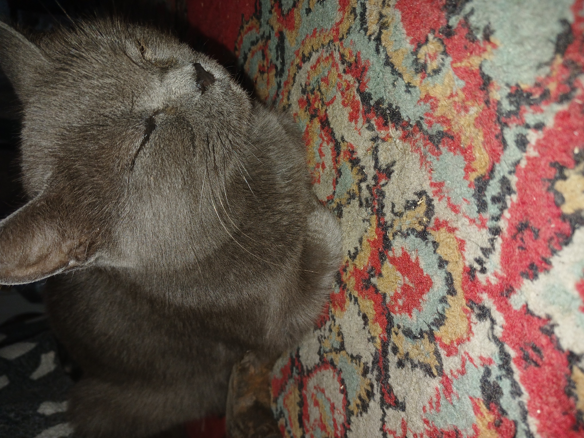 A close-up, slightly angled indoor shot shows a gray cat with its eyes closed, resting on a vibrantly patterned carpet. The cat's fur is a solid gray, and its ears are visible, perked slightly. Its nose is dark, and long whiskers extend from its muzzle. The carpet features a complex, multi-colored pattern with prominent sections of red, yellow, black, and a light teal or blue. The background is dark and out of focus. The image does not provide any information or context about Prokudskoye, Russia.