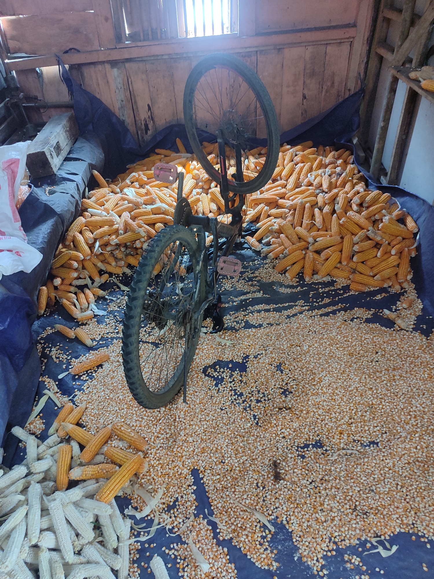A bicycle is positioned in a room in Gantungan, Indonesia, amidst a large pile of dried corn. The corn is spread across a blue tarp that covers most of the floor. The bicycle is upright, leaning against the corn, with its wheels visible. The room appears to be a storage area, with wooden walls and a slatted ceiling. There are also piles of corn cobs and husks visible. The scene suggests a harvest or post-harvest processing activity.