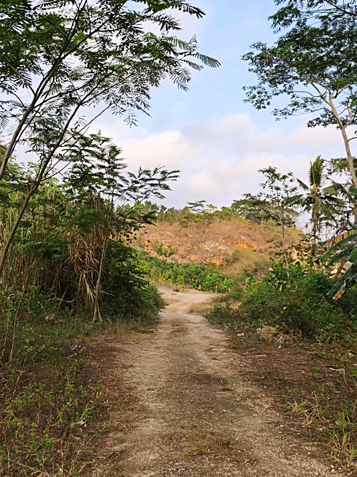 The image depicts a dirt path winding through a lush, vegetated area. On the left, tall, thin trees with feathery leaves frame the foreground, with a dense thicket of bamboo and other green foliage behind them. The path itself is dusty and uneven, with scattered pebbles. In the midground, the path leads towards a sun-drenched hillside covered in scrubby vegetation and exposed rock faces, tinged with orange and yellow hues. To the right of the path, banana leaves and other tropical plants are visible, suggesting a warm climate. The sky above is a soft blue with scattered white clouds. This scene is likely located in a rural or semi-rural area, possibly a quarry or a less developed part of Kalipucang, Indonesia, given the natural vegetation and the presence of a dirt road.