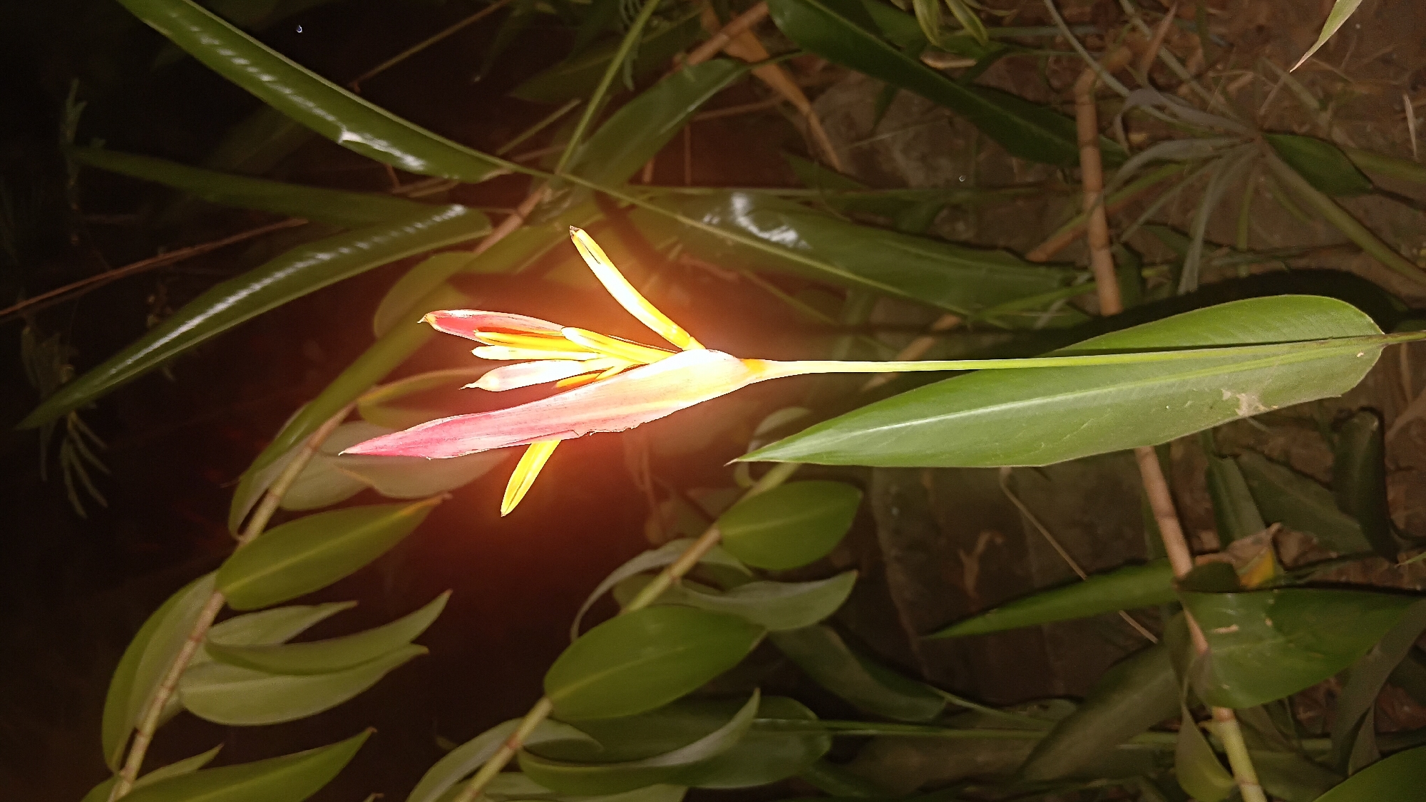 A close-up, low-angle shot focuses on a Heliconia flower illuminated by artificial light in a dark, outdoor environment, likely a garden or natural area. The flower, with its vibrant pink and yellow bracts, stands tall on a slender stalk, surrounded by lush green foliage. The background is dark, with hints of earth and other plants visible. The scene suggests a nighttime setting in Prabumulih, Indonesia, where this tropical flora is common. No people are present, and no specific actions are depicted. The overall impression is one of the natural beauty of a tropical flower in its nocturnal setting.