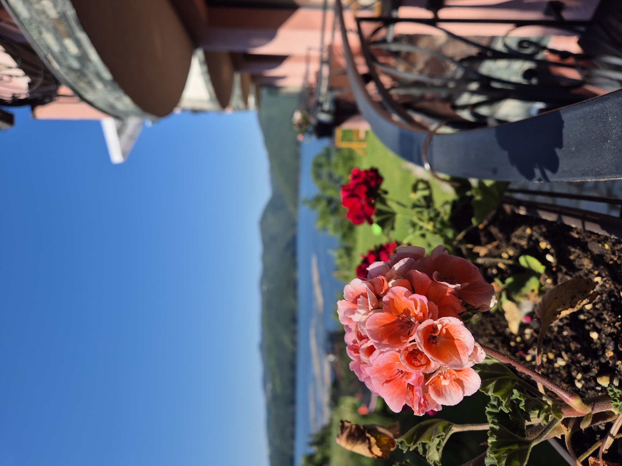 A close-up, low-angle, vertical shot captures a cluster of bright pink geraniums in a planter on a balcony. The flowers are in sharp focus in the foreground, with their delicate petals catching the sunlight. Behind them, a calm blue lake stretches towards a range of hazy green mountains under a clear blue sky. To the right, the blurred pink wall and curved balcony of a building rise up, with a dark metal railing in the mid-ground. A single red geranium is visible further back in the planter, also out of focus. The scene suggests a tranquil outdoor setting with a natural landscape as the backdrop to the built environment.
