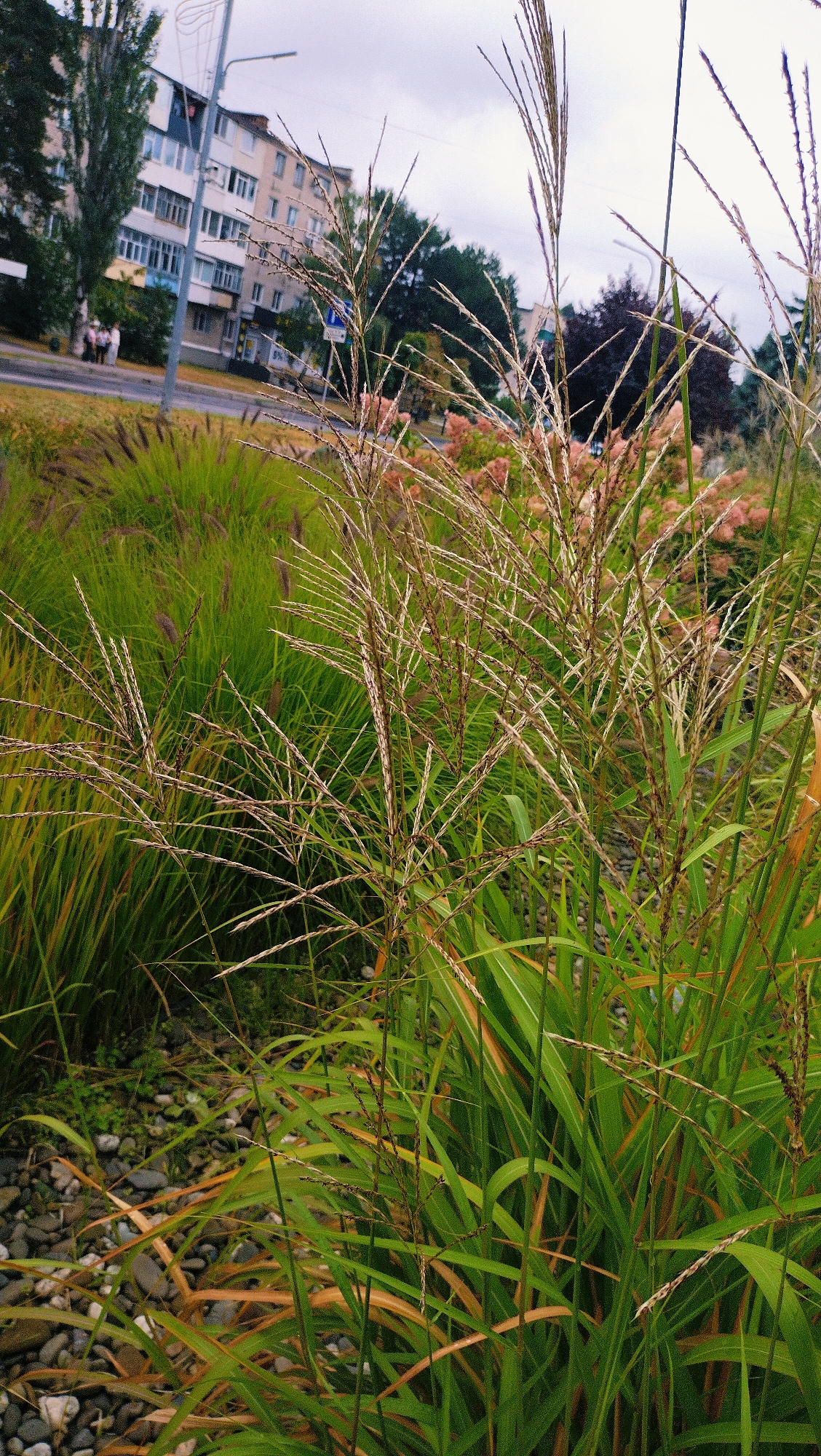 This image depicts an urban green space with tall ornamental grasses in the foreground, likely in Horishni Plavni, Ukraine. In the background, a multi-story apartment building with a light-colored facade and numerous windows is visible, alongside a street and sidewalk. Trees with dark foliage and a lamppost are also present. The ground is covered with a mixture of grass, gravel, and possibly fallen leaves. The sky is overcast with clouds. No people or specific actions are clearly depicted.