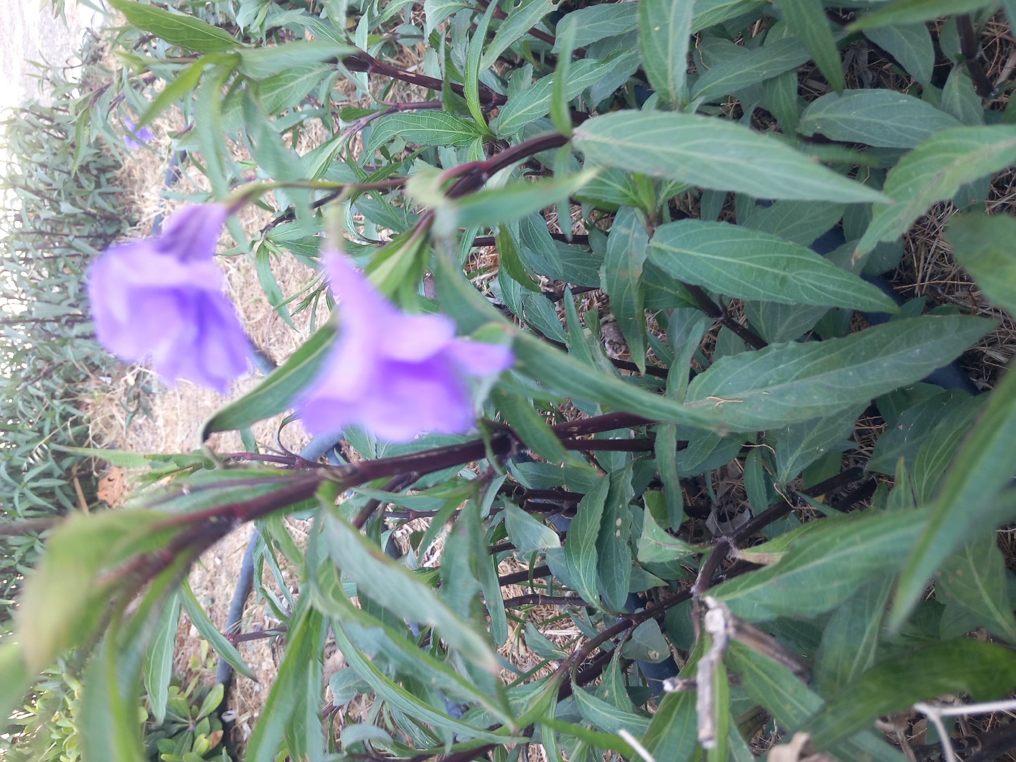 A close-up, slightly blurred shot of purple flowers on a plant with dark stems and green leaves. The flowers are delicate and trumpet-shaped, with the petals unfurling. The leaves are long and slender, with visible veins. The background shows more of the same plant and dry, brown ground cover. A black irrigation hose is partially visible in the mid-ground. The scene appears to be outdoors, possibly in a garden or park. There are no people or animals in the image. The lighting suggests it could be daytime. The location is identified as Kos, Greece, but no specific landmarks or context are provided to further pinpoint the exact location within the city.