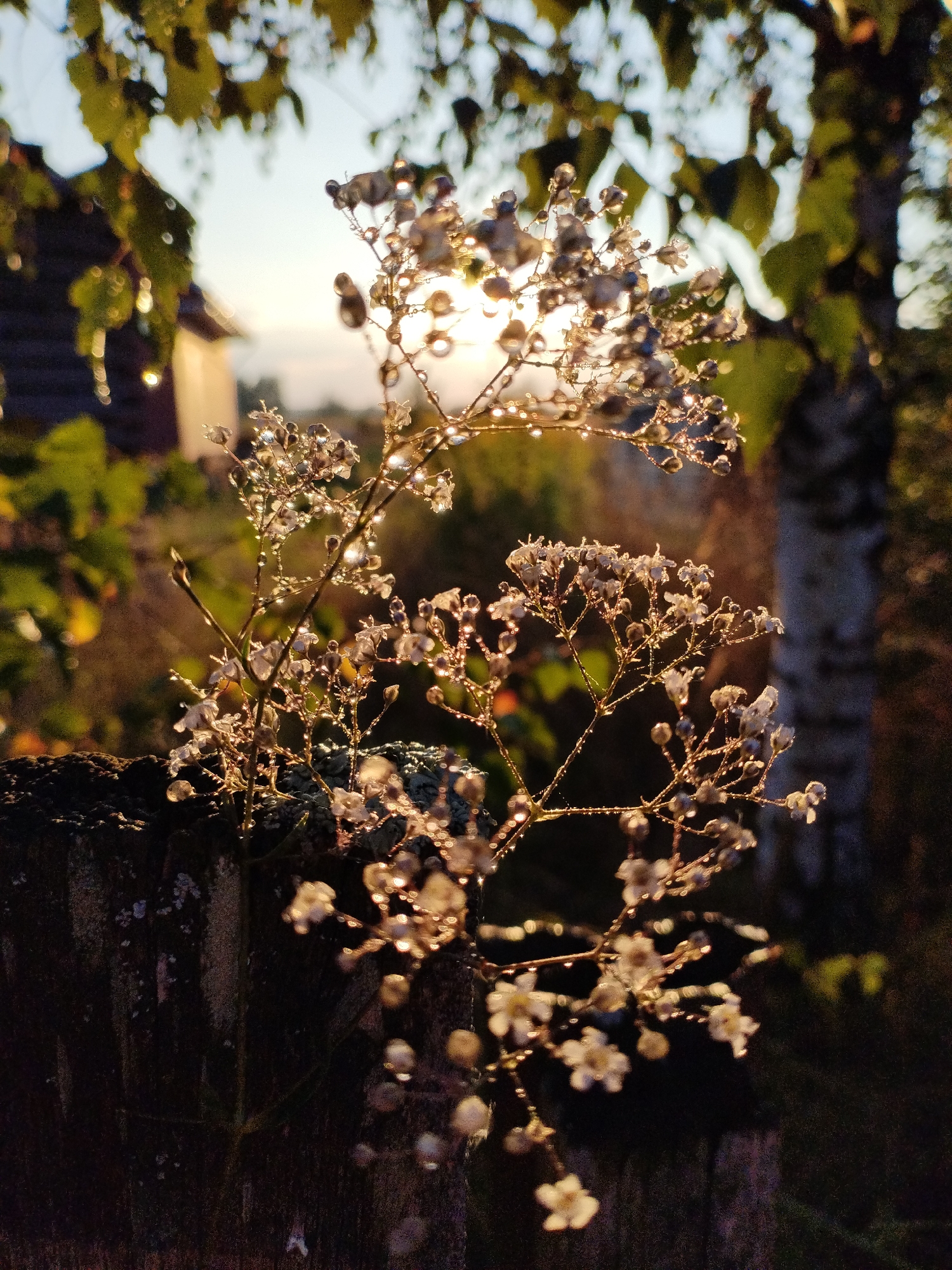 The image shows a close-up of small white flowers with dew drops, backlit by the sun. The flowers are growing out of a rough, weathered surface that appears to be a stone or concrete structure. In the background, there is blurred foliage, a building, and a tree trunk. The overall impression is one of a natural setting, possibly a garden or park, with hints of human presence in the form of the building. The lighting suggests it is either sunrise or sunset. The image does not contain any identifiable landmarks or features that would specifically place it in Bialynichy, Belarus.