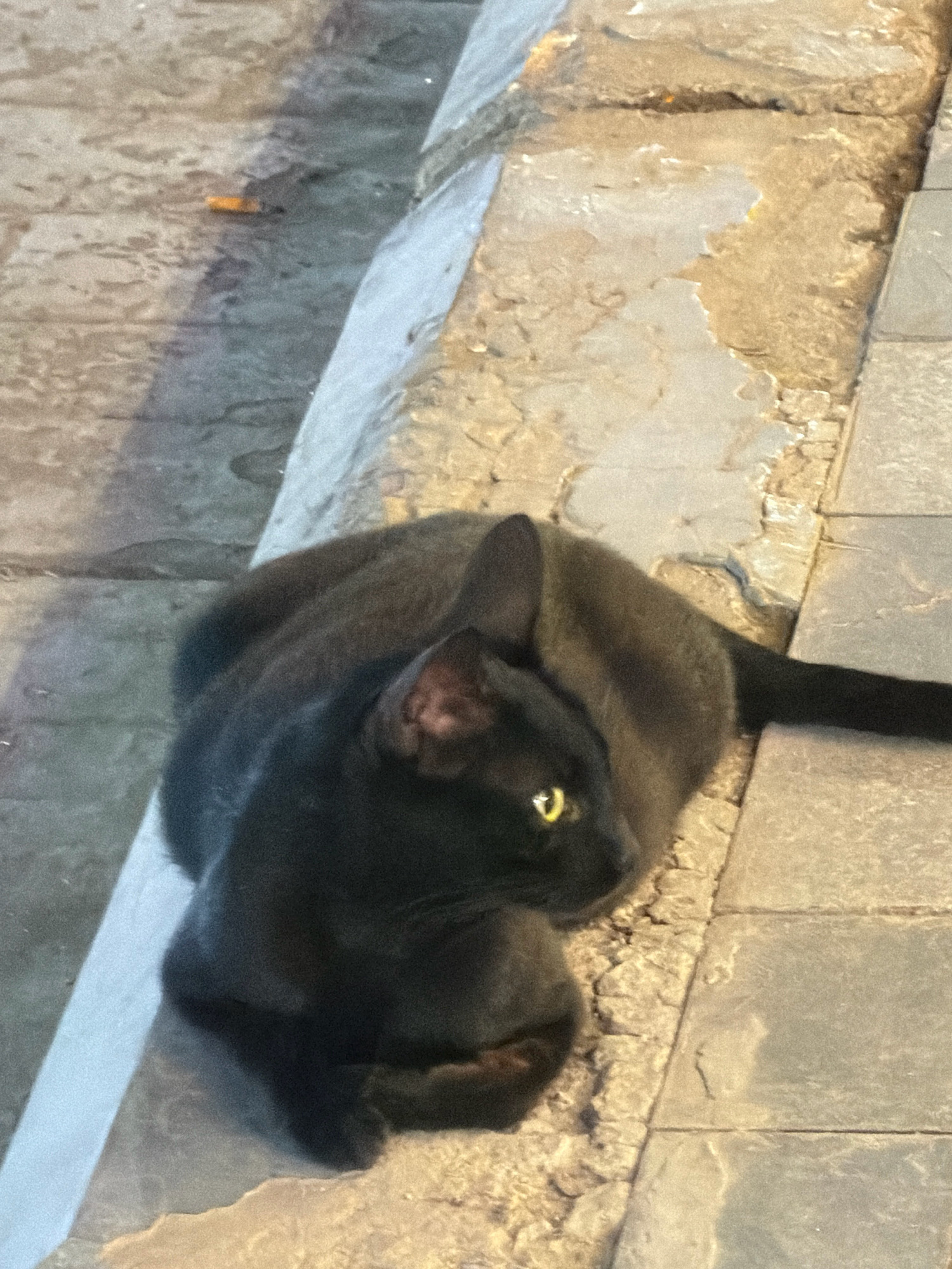 A black cat with yellow eyes is resting on a stone walkway. The cat is curled up, with its tail extending to the right. The walkway is made of uneven stone slabs and has a rough, textured surface. To the left of the walkway is a raised area with a lighter colored, possibly concrete, surface. A discarded cigarette butt is visible on the ground in the upper left quadrant of the image. The overall scene suggests an outdoor urban environment, potentially in Sharm El Sheikh, Egypt, given the paving style and the presence of a cigarette butt, common litter in such locations.