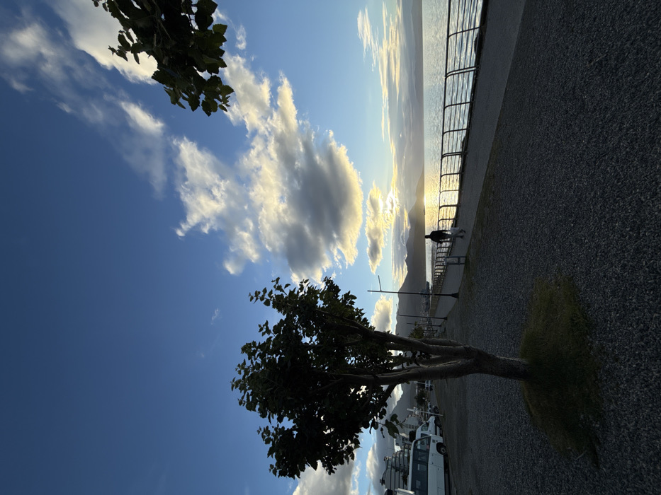 The image depicts a waterfront scene in Ushuaia, Argentina, at either sunrise or sunset. In the foreground, a multi-trunked deciduous tree with green foliage is centered, planted in a small grassy mound surrounded by gravel. To the left, a street runs parallel to the water, featuring parked white minivans/buses and multi-story buildings with balconies. To the right, a paved promenade extends into the distance, bordered by a metal guardrail separating it from a large body of water, likely the Beagle Channel.
One silhouetted individual, dressed in dark clothing, is visible walking away from the camera on the promenade, holding a light-colored object in their left hand. Streetlights line both the street and the promenade. The sun, low on the horizon over the water, casts a bright reflection across the surface, illuminating the underside of scattered cumulus clouds in the blue sky with golden and white hues. Distant mountains are visible across the water, partially obscured by the sun's glare.