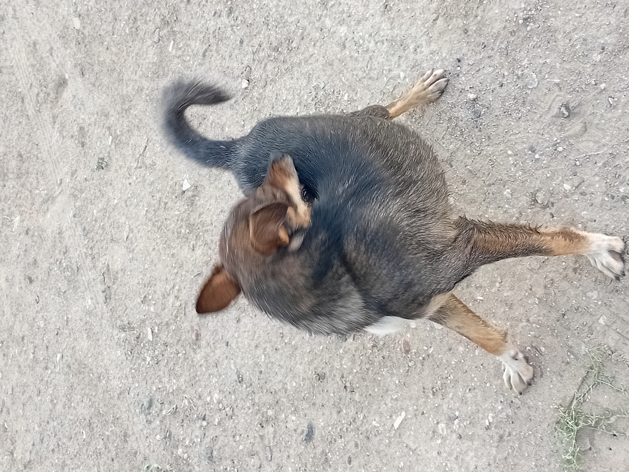A medium-sized dog with a grey and brown coat is scratching itself outdoors on a dirt ground. The dog is positioned in the center of the frame, with its body contorted as it reaches its head to scratch its back. The ground appears to be a mixture of dirt and small pebbles, with some sparse dry vegetation visible in the lower left corner. The lighting suggests it is daytime. The scene is likely in a rural or semi-urban area, given the unpaved ground.