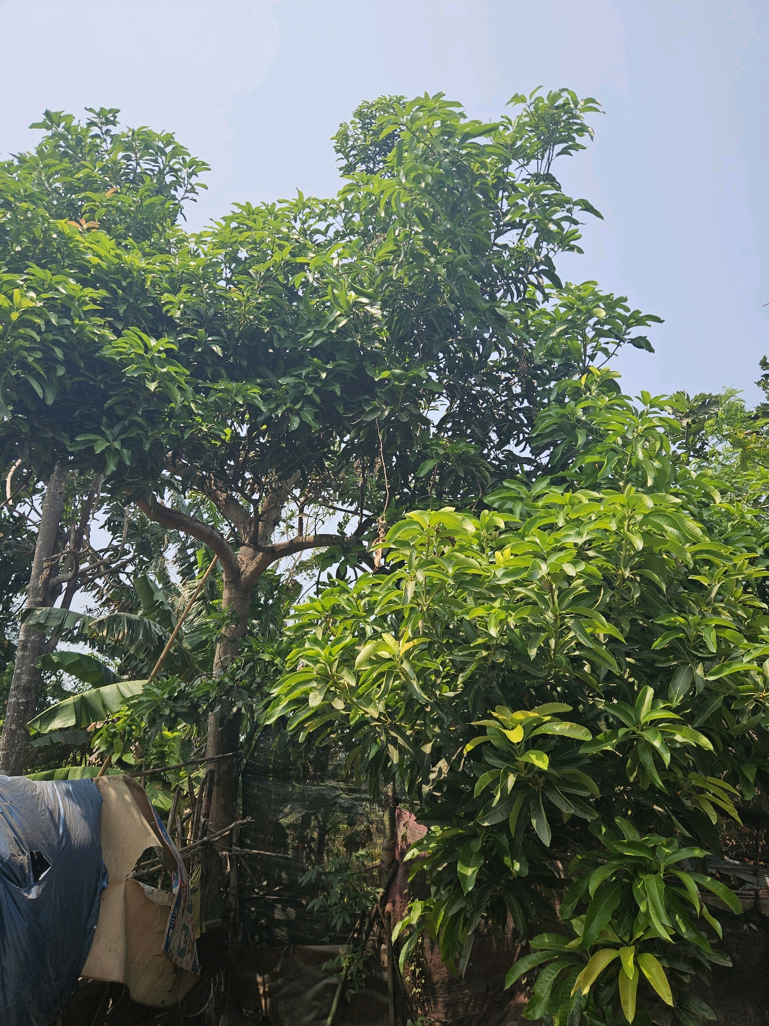 The image depicts a natural scene in Kampungbaru, Indonesia, dominated by lush green foliage of large trees. The sky above is a pale blue, indicating daytime. In the foreground, to the left, is a collection of tarps, one blue and one tan, draped over what appears to be some kind of structure or stored items. These tarps are partially obscuring the lower part of the scene. Behind the tarps and trees, there are hints of man-made elements, including what looks like a fence or netting. The overall impression is one of a tropical environment with a mixture of natural growth and rudimentary human presence. There are no people visible in the image.