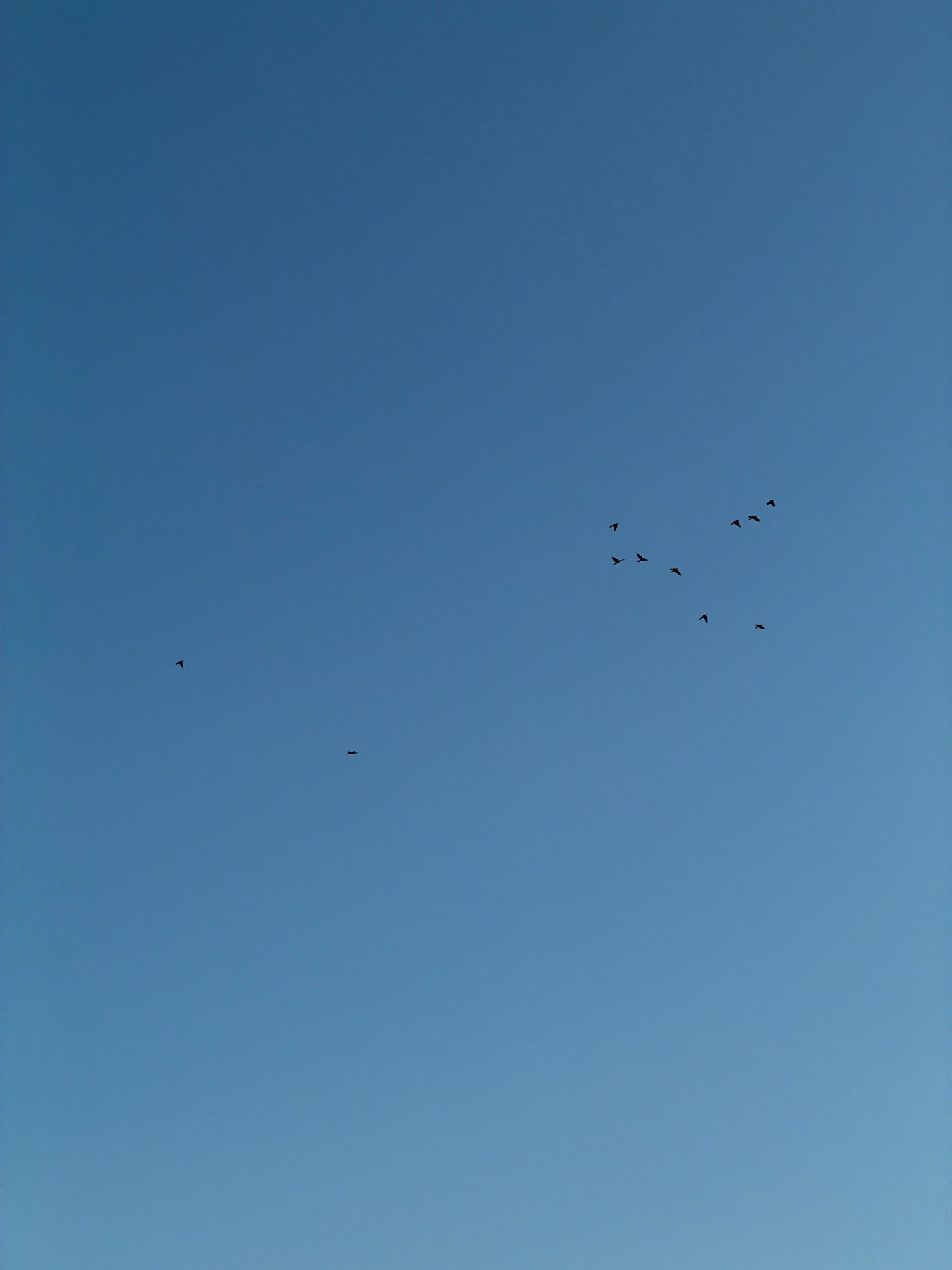 A flock of small birds is seen flying in a clear blue sky. The birds are silhouetted against the bright sky and appear to be migrating. There is no indication of any specific location in the city of Kyiv, Ukraine, or any human presence in the image. The scene is tranquil and natural.