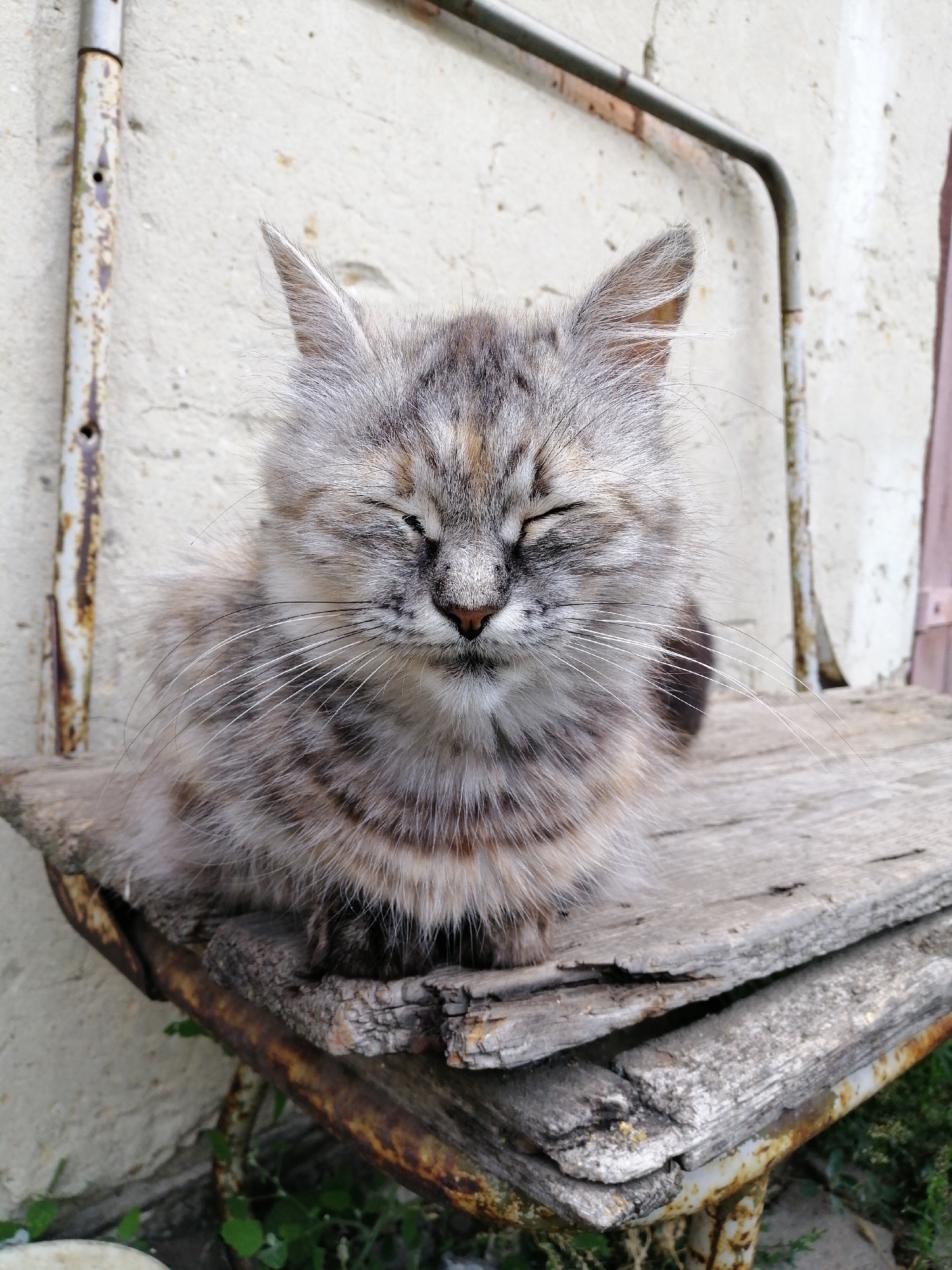The image shows a fluffy gray and brown tabby cat sitting on a worn wooden surface, which appears to be a section of an old bench or chair. The cat has its eyes closed and whiskers fanned out. The background consists of a textured, pale wall and some rusty metal supports. The setting appears to be outdoors, possibly in a yard or alleyway, given the presence of greenery at the bottom of the frame. The image is a close-up, focusing primarily on the cat and its immediate surroundings. The location in Lanivtsi, Ukraine is not ascertainable from the visual information provided in the image.