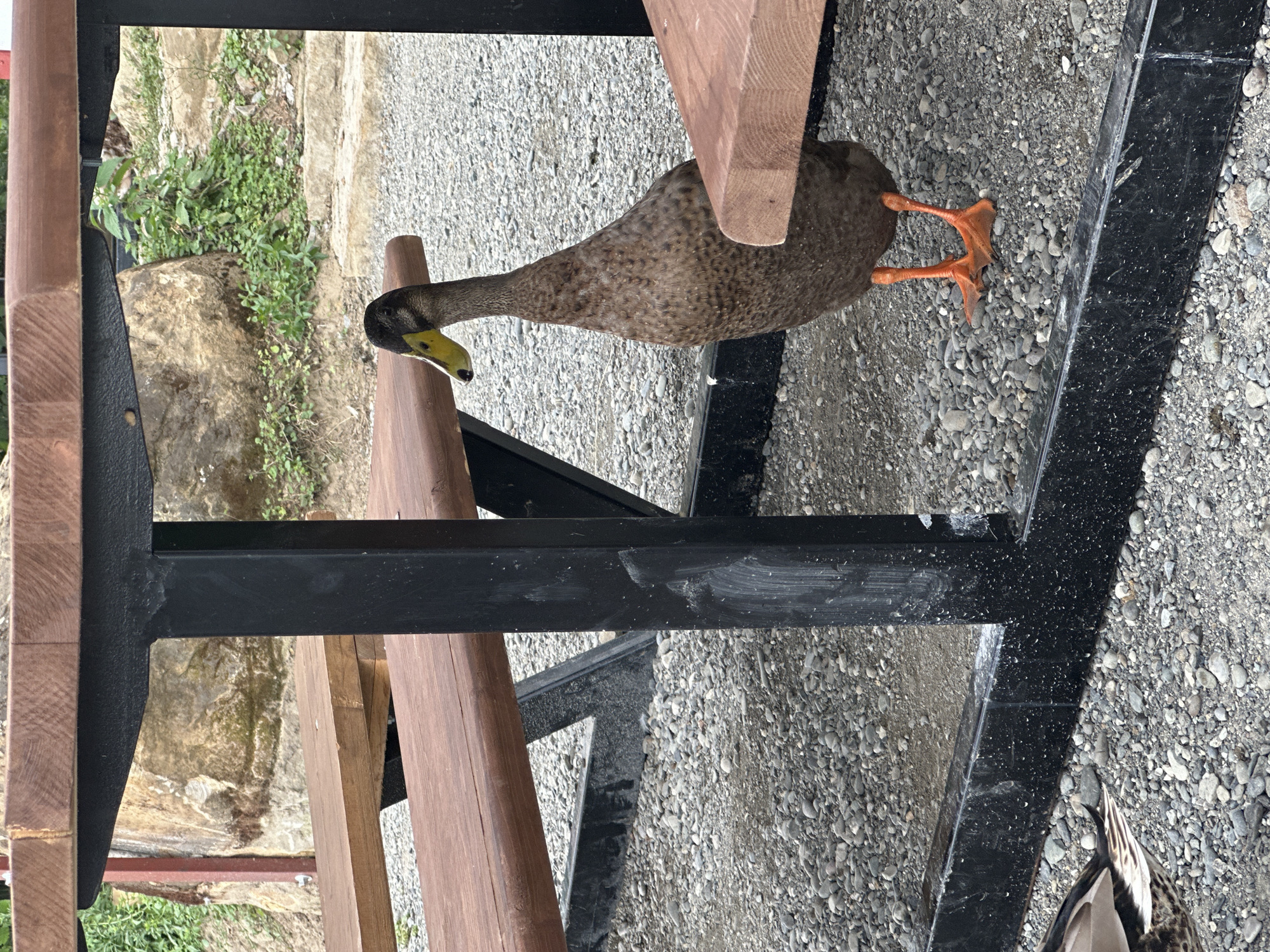 A brown duck with an orange beak and orange webbed feet stands on a gravel surface next to a wooden picnic table with black metal legs. The duck is facing to the right, with its head turned slightly forward. The picnic table has wooden planks for the seat and tabletop, with metal supports connecting them to the legs. In the background, there is a large rock, some greenery, and a stone pathway. The ground is covered in small, grey gravel. The scene appears to be an outdoor seating area.