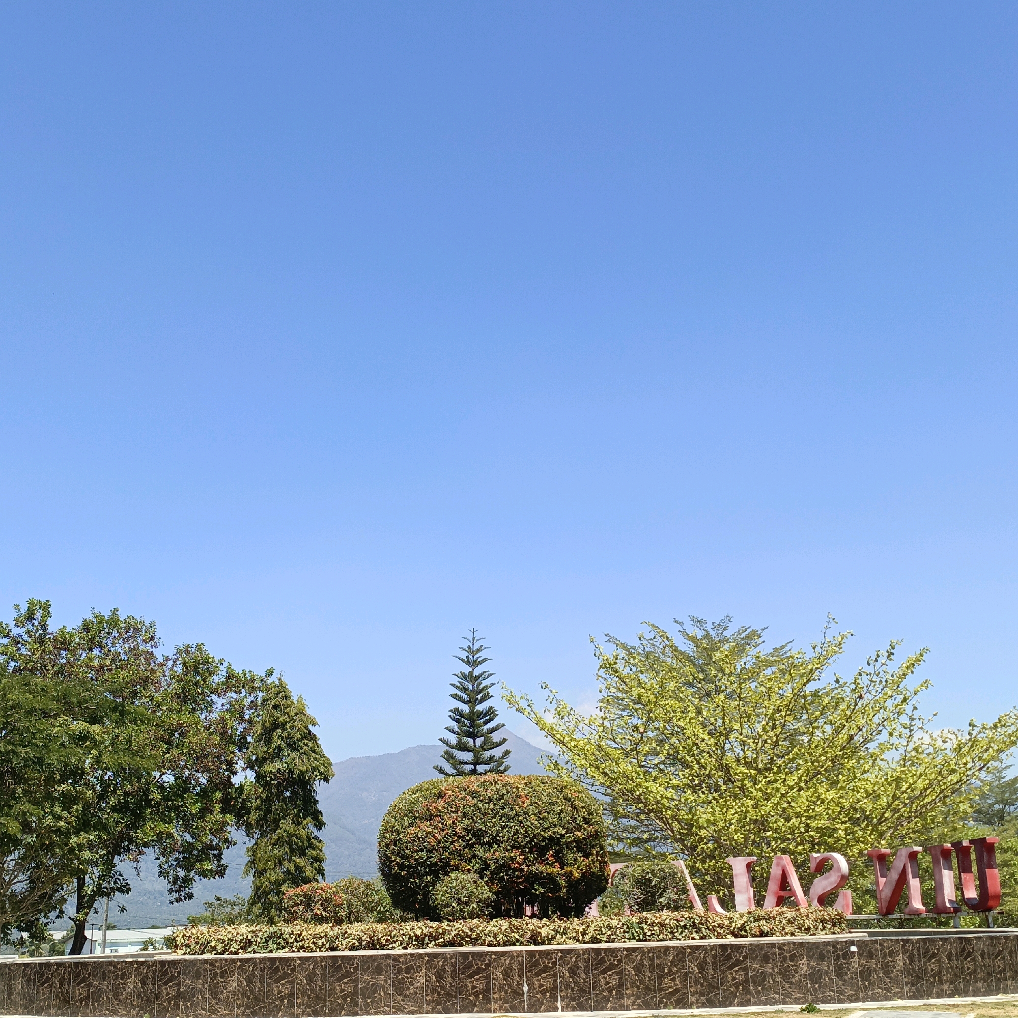 The image depicts a sunny outdoor scene with a clear blue sky. In the foreground, a decorative brown marble-patterned wall runs horizontally across the frame. Behind this wall is a landscaped area with various types of plants. Notably, there are large, red, three-dimensional letters spelling out "UNIVERSITAS" positioned in front of a densely planted shrub. To the left, a tall, conical evergreen tree stands atop a rounded, bushy plant. Behind this, two large trees with green foliage are visible, with a glimpse of distant mountains in the background. The overall impression is a well-maintained outdoor area, possibly a park or the entrance to an institution, under a bright, cloudless sky. The presence of the "UNIVERSITAS" signage suggests a location associated with a university in Salatiga, Indonesia, a city known for its hilly terrain and educational institutions.