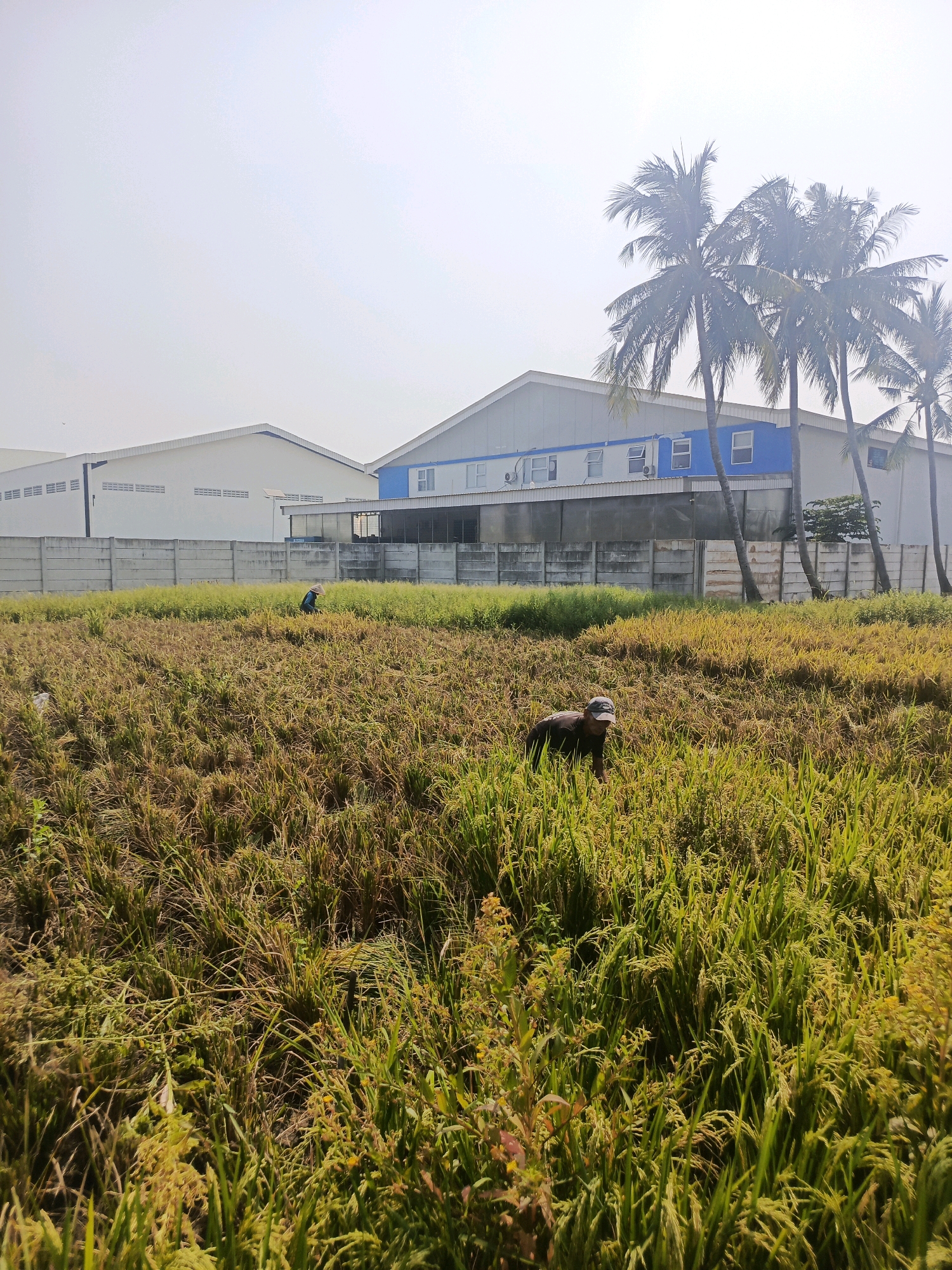 The image depicts a rice paddy field in Laksana, Indonesia, with several individuals engaged in harvesting. In the foreground, a person wearing a dark shirt and a baseball cap is bent over, working amongst the rice stalks. Further back, another individual in a conical hat is also visible within the field. The rice stalks appear to be golden brown and green, suggesting a harvest in progress or recently completed. Beyond the field, a concrete barrier separates it from a row of palm trees. In the background, a large, modern industrial building with a light-colored facade, blue trim, and numerous windows stands under a bright, hazy sky. The scene captures a blend of traditional agricultural practices and industrial development.