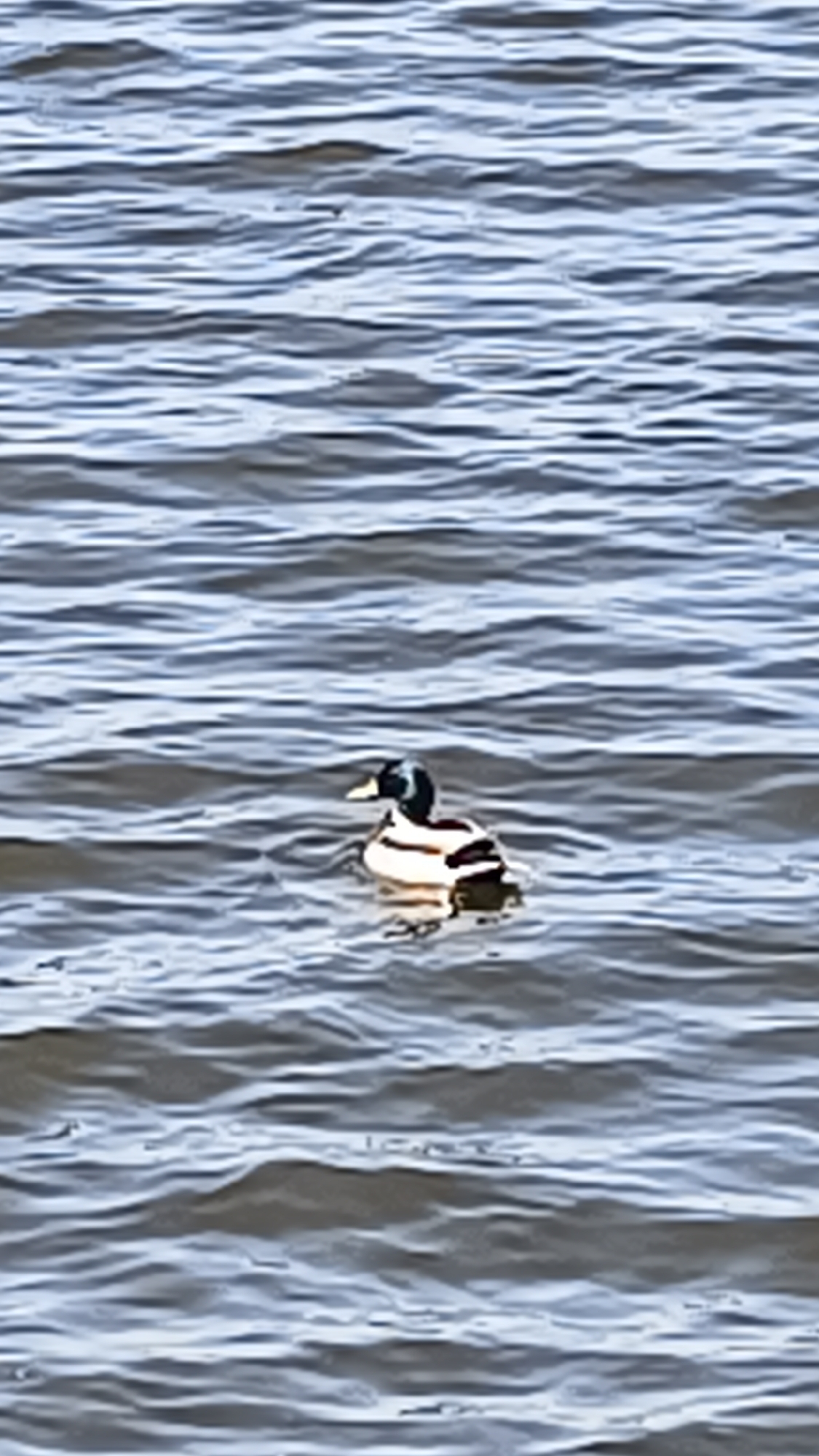 A mallard duck floats on the surface of a body of water, possibly a lake or wide river. The water is dark and choppy with small waves. The duck is a male, with a green head, a white collar, and a dark brown chest. Its flanks are light gray, and its back is dark brown. Its rump is black. The location cannot be determined from the image.