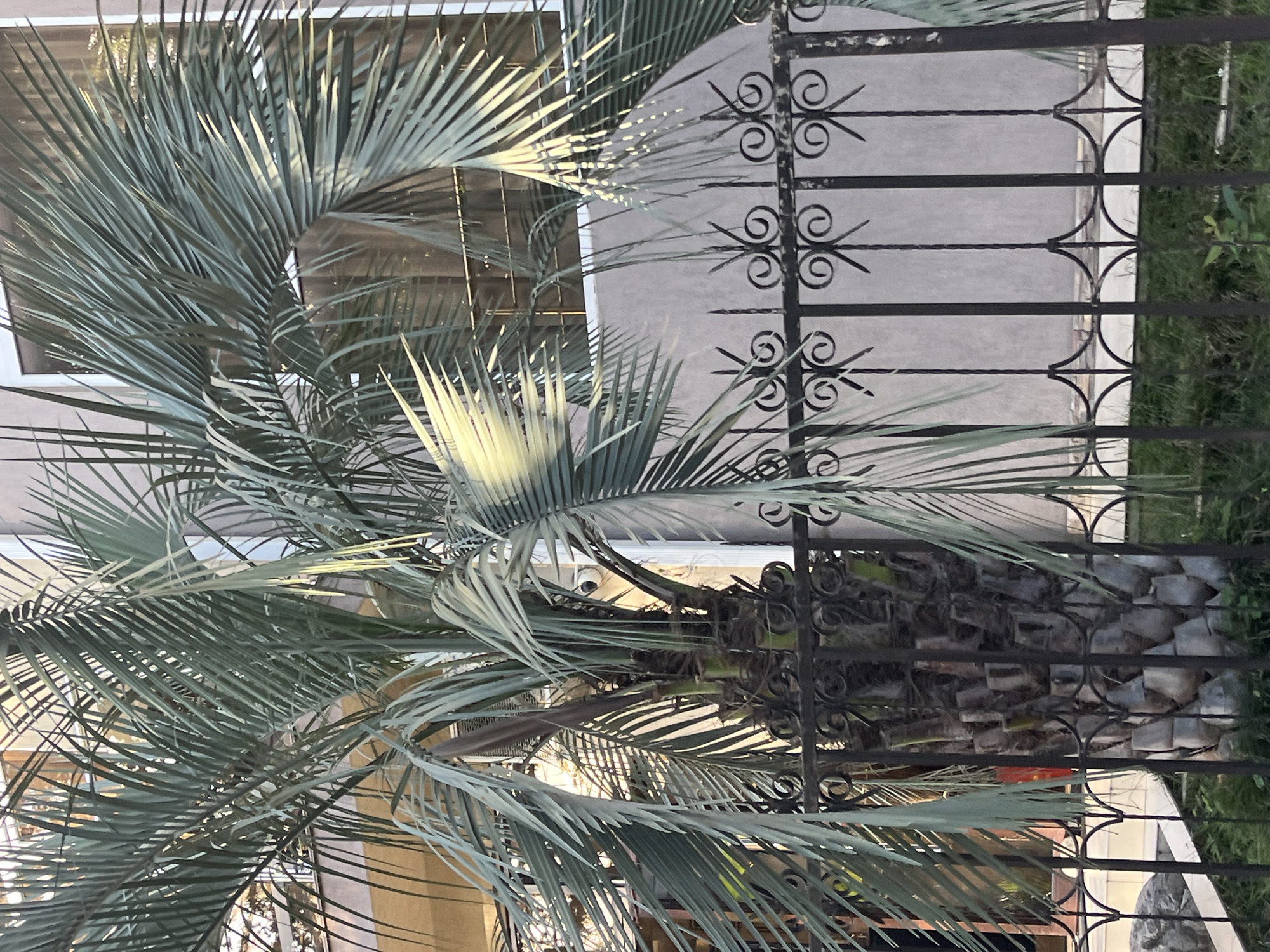 The image shows a palm tree in front of a building, with a black metal fence in the foreground. The building appears to be residential or commercial, with a beige facade and a large window. The palm tree has large fronds and a thick, textured trunk. The fence is ornate, with decorative scrollwork and vertical bars. The ground in front of the fence is covered with green grass. The scene suggests a warm climate, possibly in a resort area. Based on the presence of palm trees and architectural style, the location is likely a city on the coast of the Black Sea, such as Sochi, Russia. There are no people visible in the image.