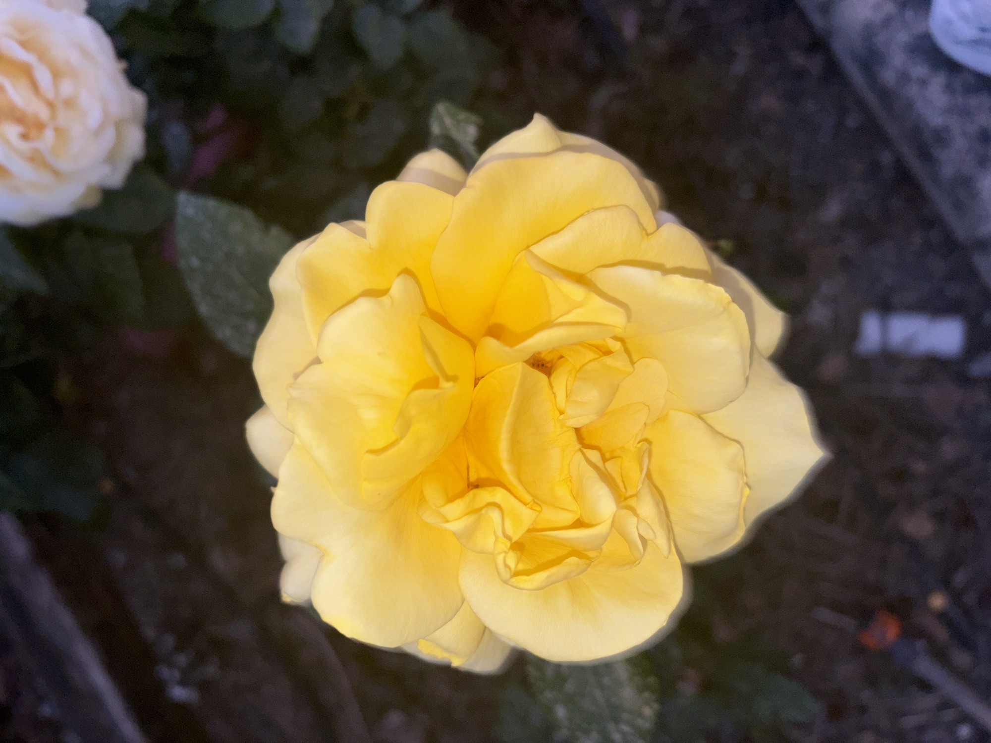 The image shows a close-up, overhead view of a yellow rose in full bloom. The rose has many layers of petals, creating a dense, ruffled appearance. A second, less defined white flower is present in the upper-left corner. The background is blurred and consists of dark foliage and earth. The location is within Urbanización Encinares De Alcolea, Spain.