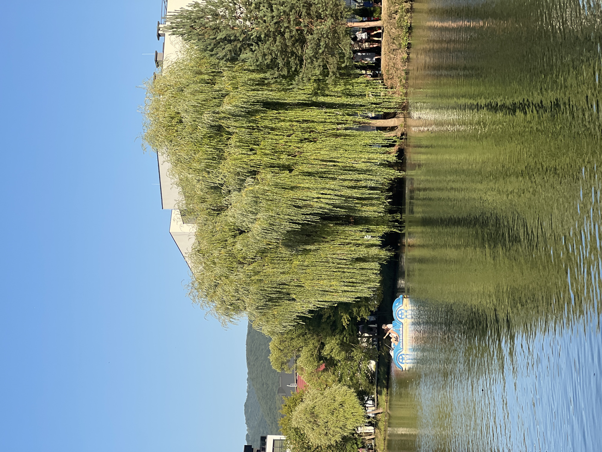 The image depicts a serene scene at a lake in the city of Сонячне, Ukraine. The foreground features calm, rippling water reflecting the lush green foliage of a prominent weeping willow tree that dominates the right side of the frame. In the middle ground, a blue paddleboat shaped like a car is navigating the water, carrying two individuals. The paddleboat has "МІЛІЦІЯ" written on its side. Beyond the paddleboat, a grassy bank is visible, lined with trees and a building with white siding and dark windows. Further in the background, a distant, tree-covered hillside can be seen under a clear blue sky. The overall impression is one of a peaceful, recreational setting on a sunny day.