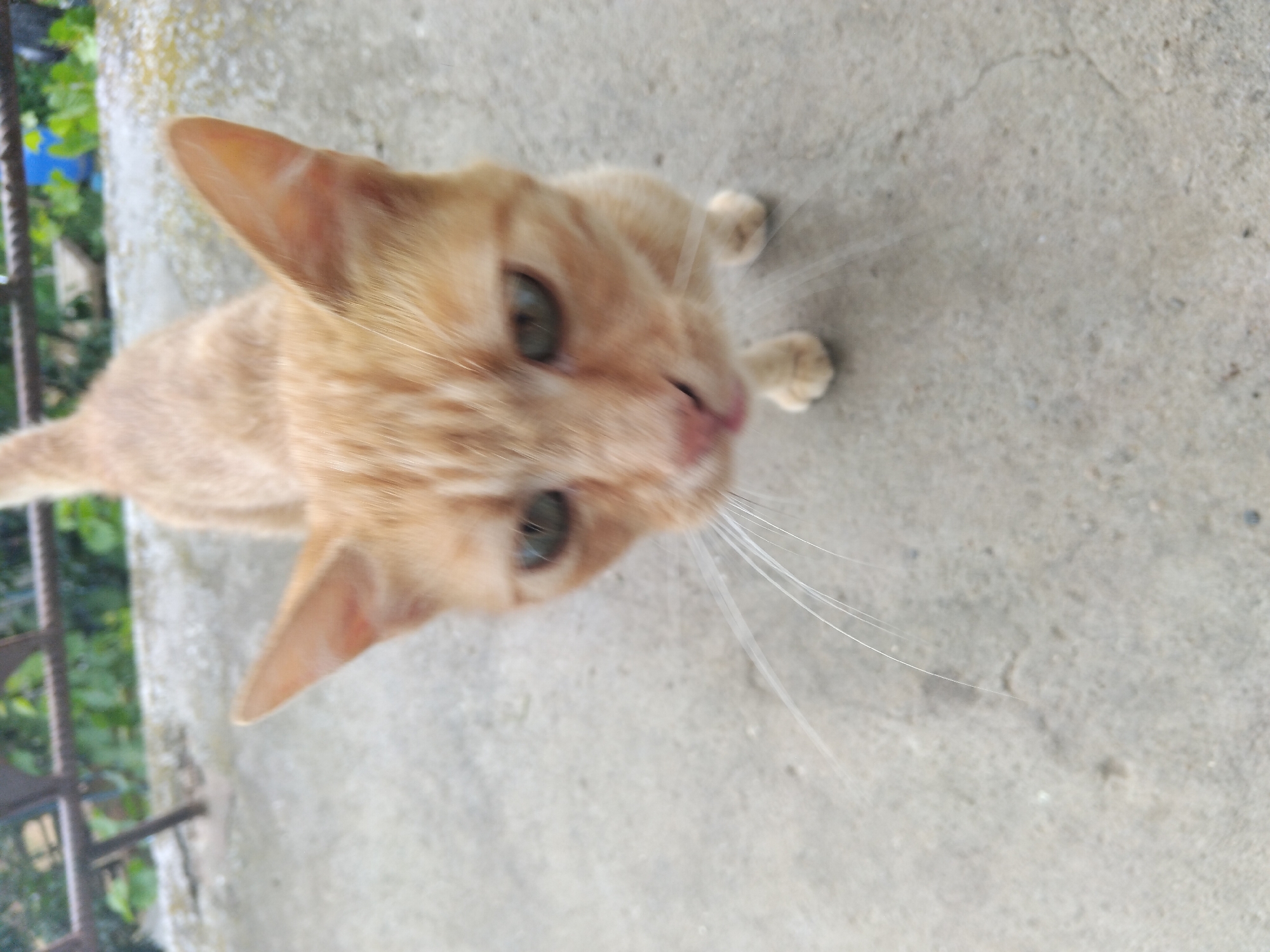 An orange tabby cat is standing on a concrete surface, looking directly at the camera. The cat's fur is short and appears to be a light orange with darker tabby markings. Its eyes are open and a light green color. Long white whiskers are visible extending from its muzzle. The cat is positioned in the center of the frame, and its body is slightly blurred due to motion. The concrete ground is textured and appears to be outdoors. In the background, a metal railing and green foliage are visible, suggesting an outdoor environment. The scene is likely located in Plastina, Bulgaria, as indicated by the prompt.