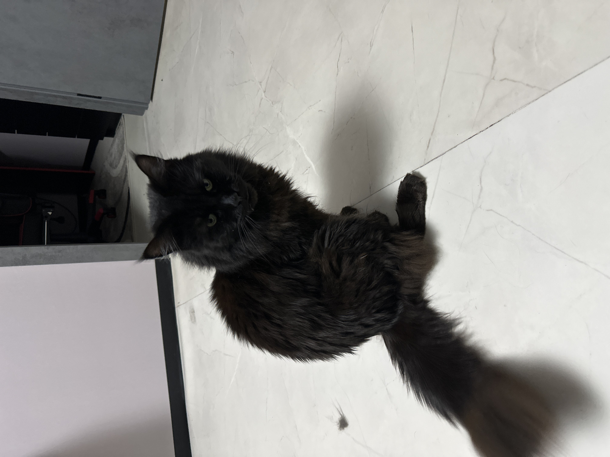 A long-haired black cat is sitting on a white, marbled tile floor. The cat is oriented diagonally in the frame, with its head turned towards the camera. To the left of the cat is a gray and black object, possibly a piece of furniture. The image is taken from a high angle. The location is not discernible as Chaikovsky, Russia.