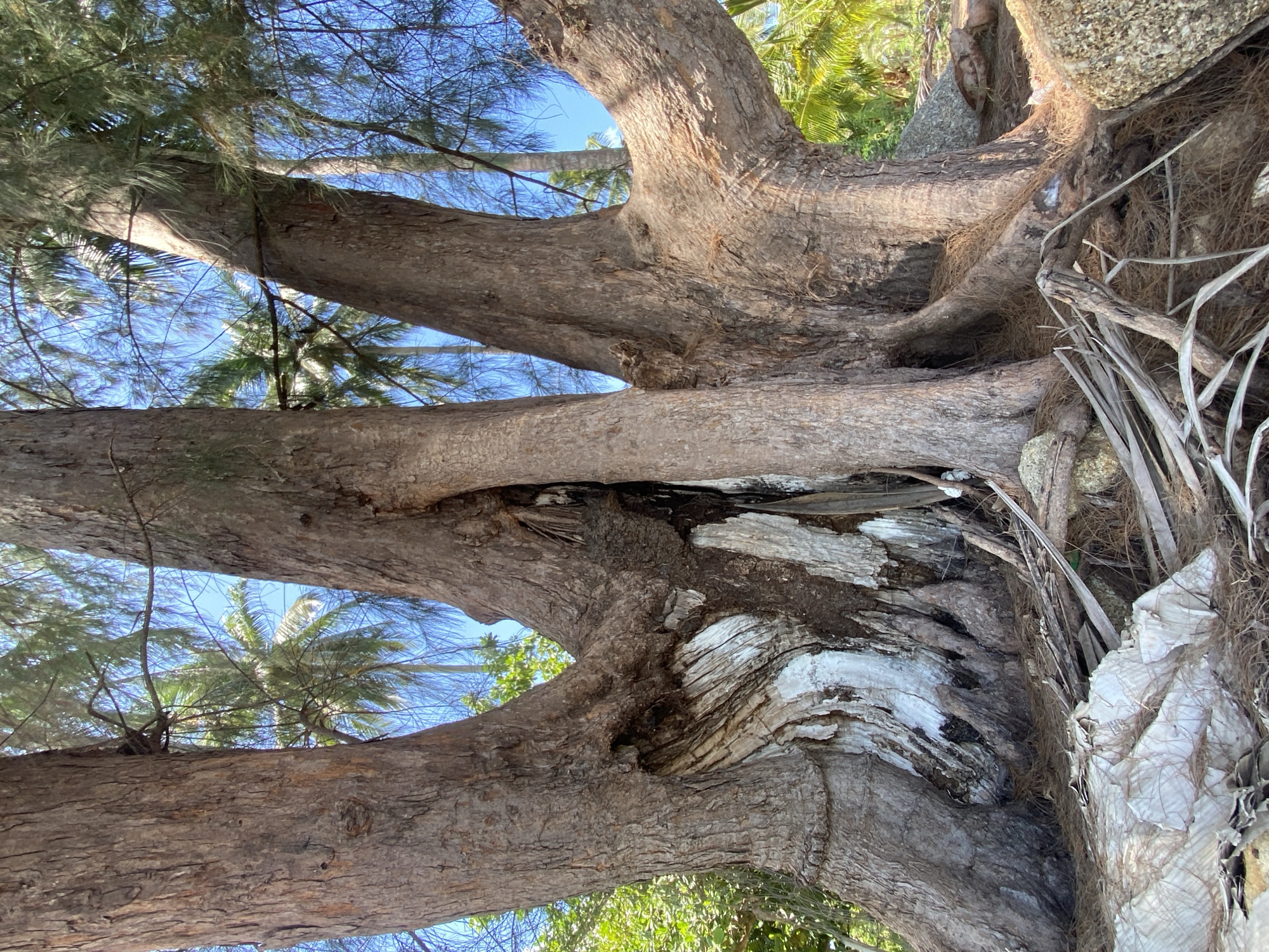 This upward, close-up photograph captures the intricate and robust structure of a large, old tree, likely a Casuarina or pine, under a bright blue sky. The image is oriented vertically, showing the tree's thick, gnarled trunks and branches dominating the frame. The bark exhibits a rich texture, predominantly in shades of brown and grey, with significant portions of lighter, almost white, wood visible where bark has peeled or worn away, revealing the underlying layers.
Numerous thick branches intertwine and extend upwards, creating a complex natural sculpture. Through the gaps in the dense foliage and branches, patches of clear, vibrant blue sky are visible, along with the fronds of other palm trees in the background, hinting at a tropical environment. At what appears to be the base of the tree (on the right side of the rotated image), a dense mass of roots is intertwined with large rocks or boulders. Dried, fibrous plant material, including twigs and what resemble dried palm leaves or roots, are woven into the root system, contributing to the natural, untamed aesthetic.
The scene depicts a natural landscape, with no human activity or subjects present. The bright, clear light indicates it is daytime, possibly morning or afternoon, under fair weather conditions. The presence of palm trees and the type of large tree suggest a coastal or beach setting, consistent with the location context of Moo 1, Thailand. There is no visible text in the image.