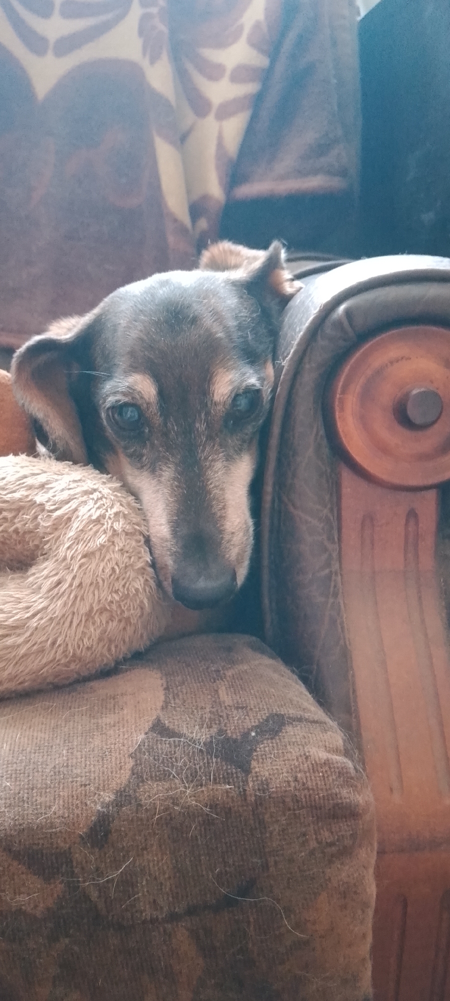 A close-up shot shows a small, dark-colored dog with floppy ears resting on a patterned brown couch. The dog's head is resting on a fluffy, light-colored blanket. The dog has graying fur around its muzzle and its eyes are partially closed. The couch has a leather armrest with a circular wooden detail. The background is blurred and shows a patterned fabric. The lighting is dim, casting shadows on the scene. The location is Unknown, Unknown.