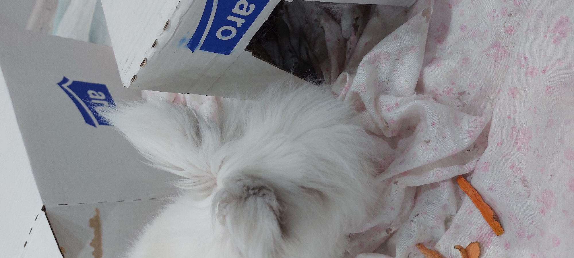 The image captures a fluffy white animal, likely a rabbit, resting within a makeshift enclosure. The animal's back and tail end are visible, covered in thick, soft white fur, with a slightly darker patch near its hindquarters. It is settled on a light-colored, wrinkled fabric, which is adorned with a faded pink floral or dotted pattern and shows some minor wear and small holes. Scattered on the fabric in the foreground are several orange, elongated pieces, resembling dried carrot or sweet potato treats.
The enclosure is formed by two white cardboard boxes. One box occupies the left side of the frame, showing the blue text "aro" and a blue stylized 'a' logo, oriented sideways. Another part of a cardboard box is visible at the top, also featuring the blue "aro" text and logo, with metal staples visible along its edges, indicating it's a folded or assembled box. The scene depicts an indoor setting, suggesting a pet's designated resting area. The provided context indicates the location is Yagodovo, Bulgaria.
