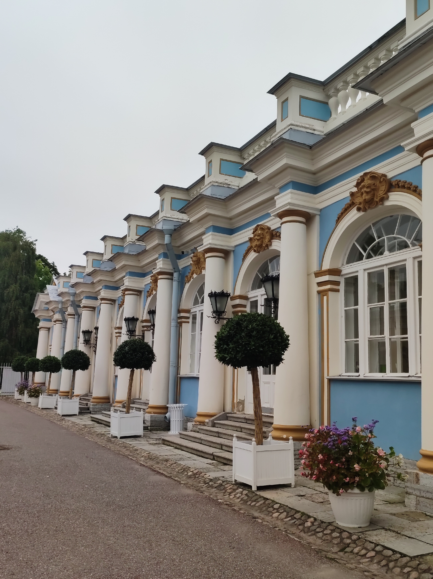 The image shows a building in the Catherine Park in Pushkin, Russia. The building is a long, white and blue structure with a colonnade of tall, cream-colored columns. Each column is topped with a gold capital and the building has ornate architectural details, including decorative friezes with sculpted faces and a balustrade along the roofline. Large, arched windows with white panes are visible between the columns. In front of the building, there are several white planters containing topiaried trees. Towards the right of the image, a large white pot overflows with colorful flowers, including pink, purple, and white blooms. The ground in front of the building is paved with stones and a narrow asphalt path runs alongside it. The sky is overcast.