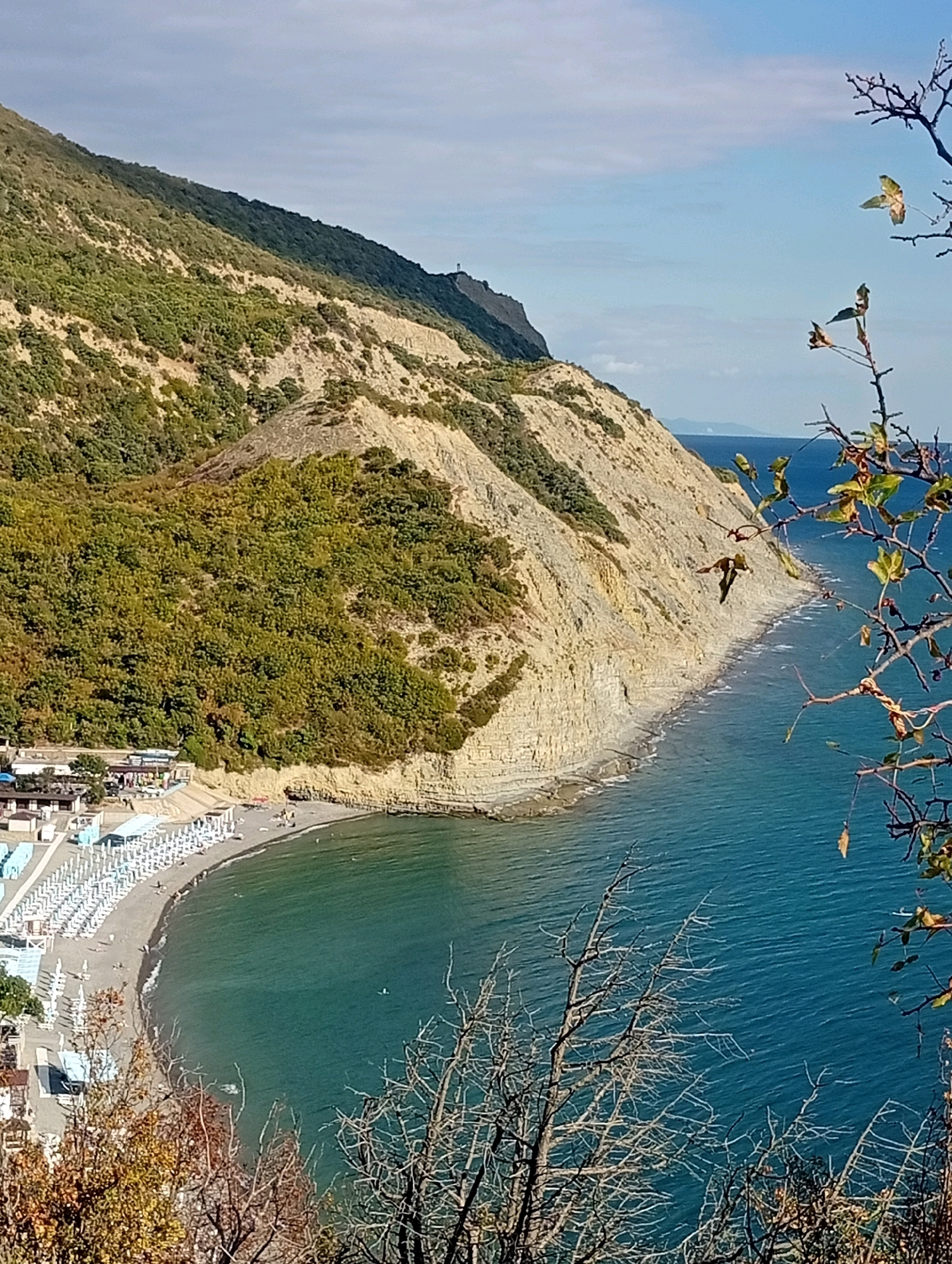 The image captures a panoramic view of a coastal landscape in Dyurso, Russia. A crescent-shaped, dark sand beach stretches along the turquoise waters of the sea. The beach is lined with numerous white umbrellas and lounge chairs, suggesting a resort or recreational area. Beyond the beach, a steep, rocky cliff rises, covered in patches of green vegetation. A winding path or road is visible along the base of the cliff, leading to some buildings that appear to be part of the resort. The sea is calm, with gentle waves lapping at the shore. The sky is a clear blue with a few wispy clouds. In the foreground, bare branches of trees with a few autumn leaves are visible, framing the scene. The overall impression is one of a picturesque coastal destination under a bright, sunny sky.