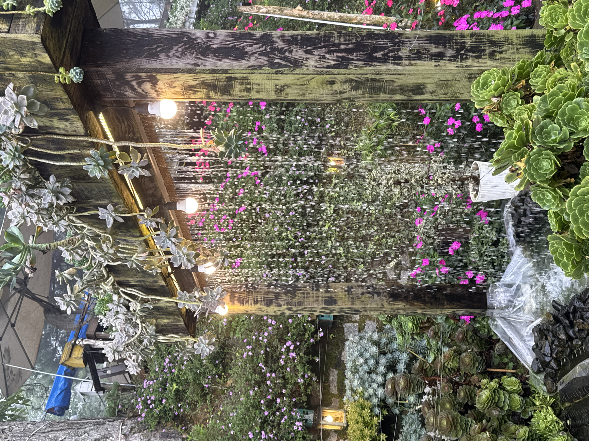 The image depicts an outdoor garden area in Lộc Quý, Vietnam, featuring a rustic wooden structure with a cascading water feature. The structure is adorned with hanging succulents and illuminated by several pendant light bulbs. Water flows down from the top, creating a curtain-like effect against a backdrop of dense green foliage and small pink flowers. Various types of succulents and other plants are arranged in pots and on the ground around the water feature, including large rosette-shaped succulents. Dark, weathered wooden posts support the overhead structure. In the background, a misty atmosphere suggests a natural or mountainous environment. The scene is rich in plant life and displays a decorative, possibly tranquil, garden setting.