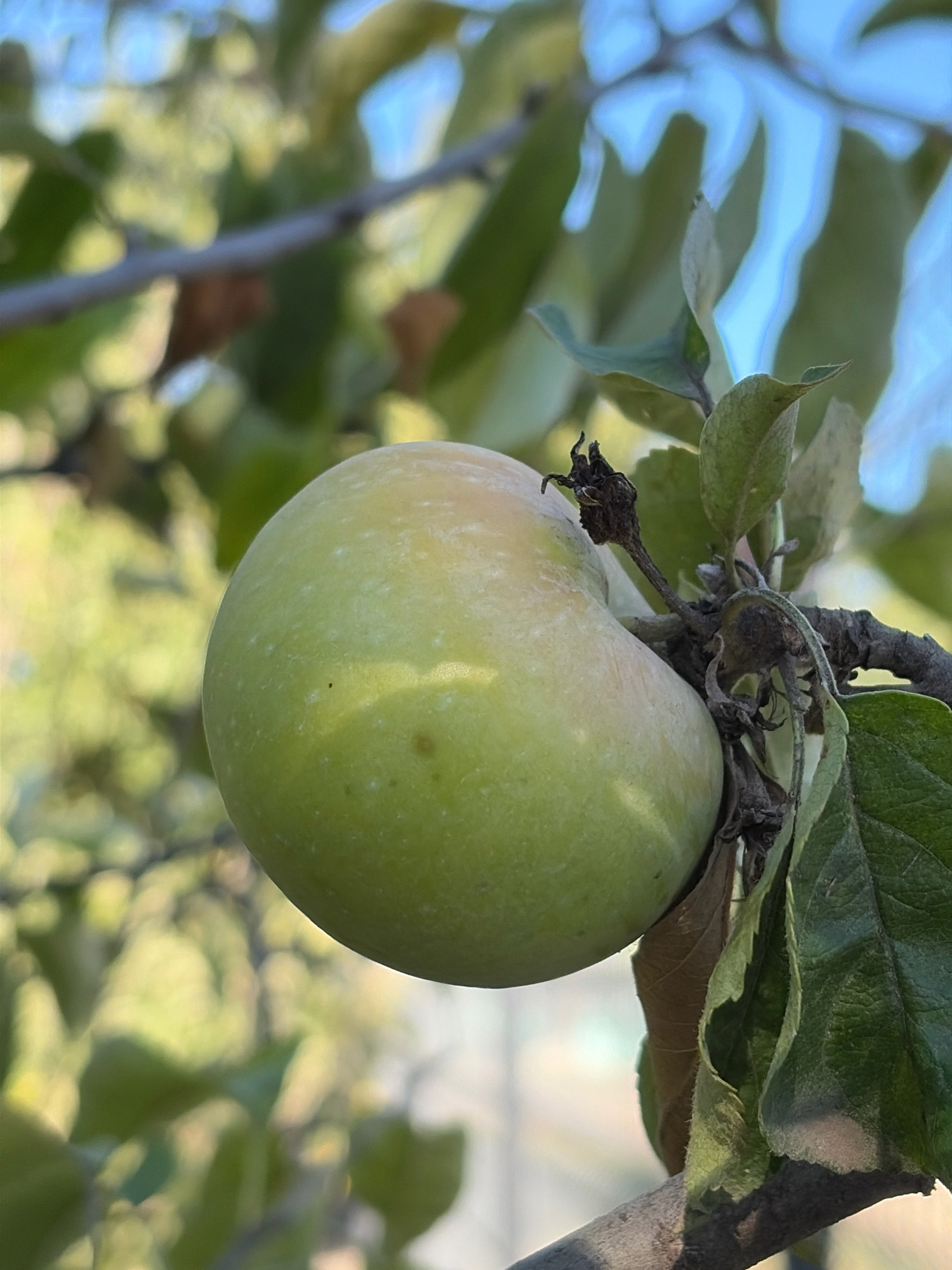 An unripened green apple hangs from a tree branch. The apple is slightly oval-shaped with a lighter green hue in some areas, suggesting it is not yet fully mature. It is attached to the branch by a thin stem, with some dried floral remnants visible near the stem. Several green leaves are present on the branch, some appearing healthy and vibrant, while others show signs of drying or damage. The background is blurred, with the soft green of more foliage and the bright blue of the sky visible, indicating an outdoor setting. The image was captured in Oxentea, Moldova.