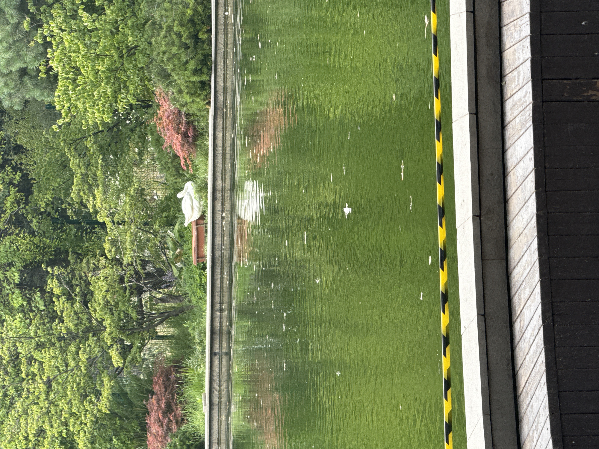 The image depicts a tranquil scene in a park, possibly within the city of Almaty, Kazakhstan, featuring a large, green pond. The pond's surface is dotted with white specks, likely petals or debris. Surrounding the pond is lush greenery, with various trees and shrubs creating a vibrant backdrop. A stone border with a yellow and black striped safety tape separates the pond from a wooden platform in the foreground, which is constructed from planks and supported by a darker wooden structure. In the background, a white swan statue rests on a bench amongst the foliage, adding a touch of artistry to the natural landscape. The overall atmosphere is serene and inviting, suggesting a public garden or recreational area.