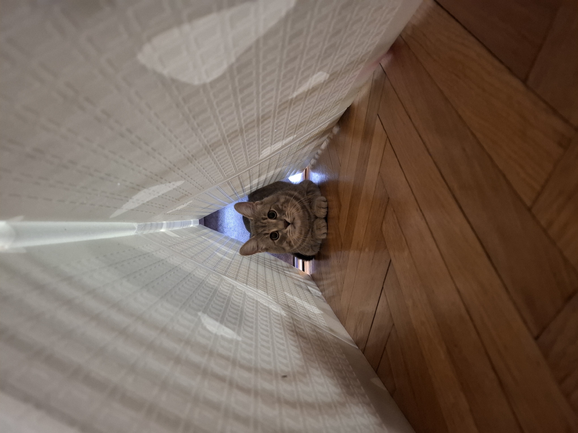 The image displays a light-colored tabby cat peeking out from behind a pair of white or off-white curtains in an indoor setting. The cat is positioned in a narrow space created by the curtains and a wall or window frame, looking directly upwards towards the viewer with an expression of curiosity and alertness. Its large, dark, round eyes and forward-pointed ears are prominent, suggesting it is observing or playing.
The curtains have a subtle, textured pattern, possibly a grid or weave, and appear somewhat translucent, allowing natural light to filter through, creating soft highlights on the fabric. Below the cat and extending across the visible floor is a warm, light-to-medium brown wooden parquet floor, laid in a diagonal pattern. The perspective is from above, looking down into the enclosed space where the cat is hidden. The overall lighting suggests a daytime setting. No other subjects or visible text are present. The scene depicts a quiet, domestic moment, likely in a home in Novi Sad, Serbia.