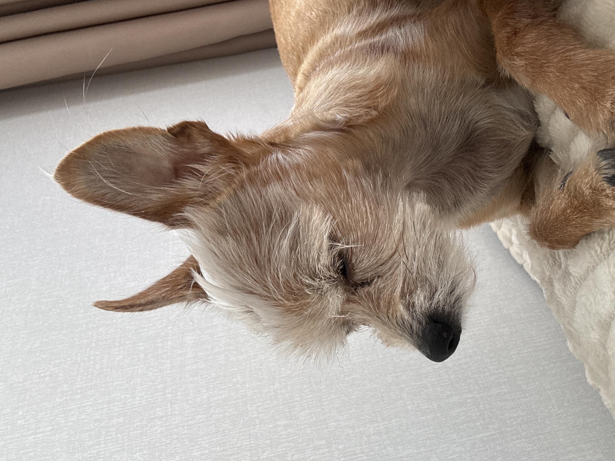 A close-up, profile shot shows a small, light brown dog with scruffy fur, its eyes closed as if sleeping. The dog is lying on a soft, white blanket or bed. Its ears are erect, one pointing slightly forward and the other more to the side. The background consists of a textured, off-white wall and a blurred, light brown curtain on the right side. No location in the city of Unknown, Unknown is visible.