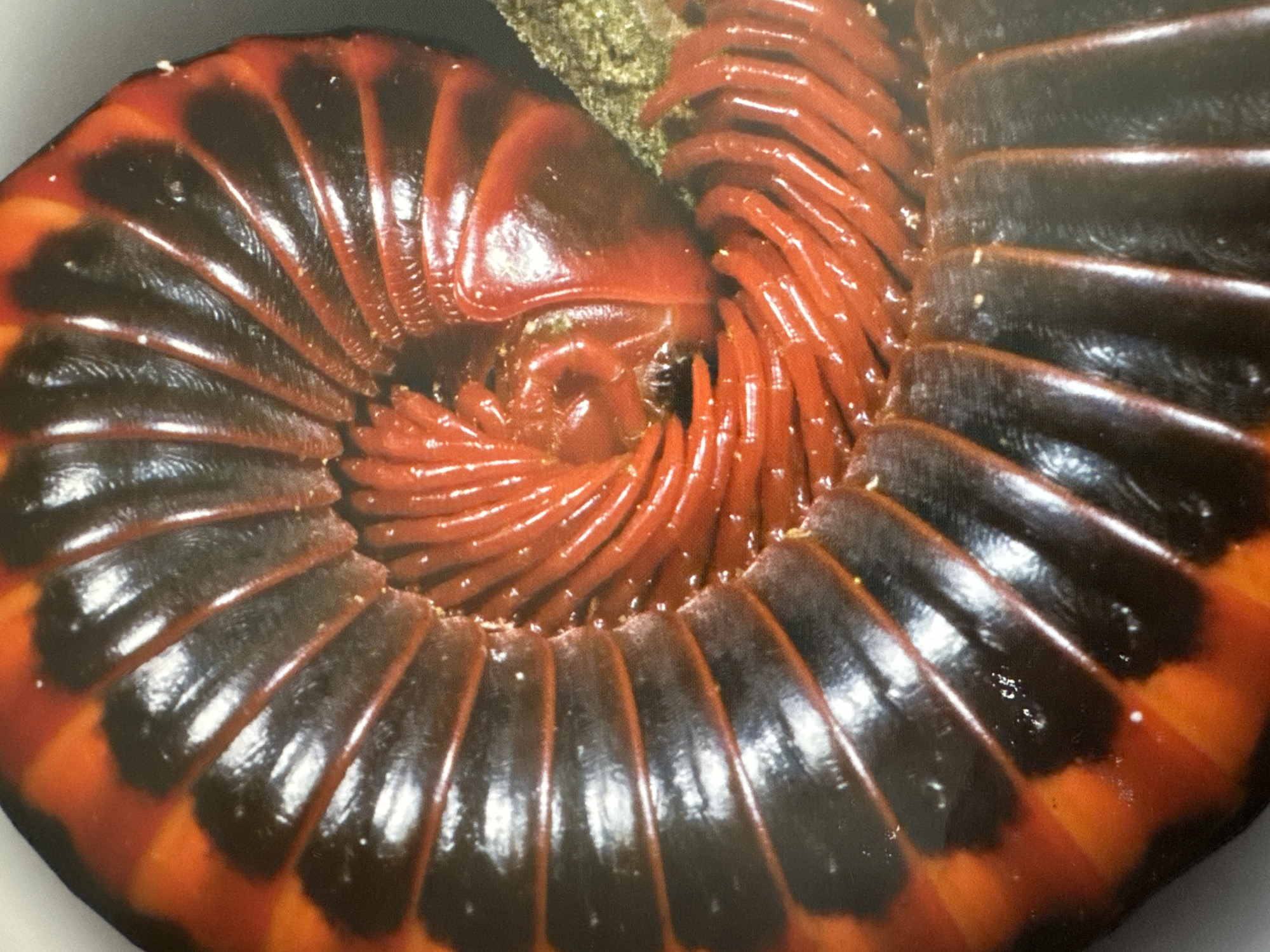 The image is a close-up, top-down view of a millipede curled into a spiral. The millipede has segmented exoskeletal plates that are alternating in color between glossy black and bright orange. The orange sections appear to be more vibrant and lighter, with a textured, almost iridescent sheen. The black sections are darker and also glossy, with subtle lines or ridges running lengthwise. The millipede is coiled tightly, with the innermost segments appearing to be a deep, glossy red, possibly due to moisture or a different texture. The background is mostly out of focus, but a small patch of what appears to be textured, greenish-brown material, possibly soil or debris, is visible to the right of the millipede's head. There are no humans or any recognizable elements of the city of Gandia, Spain in the image. The scene is solely focused on the millipede.