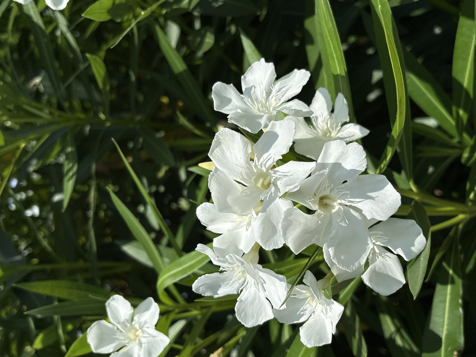In the city of Sochi, Russia, a close-up shot captures a cluster of white oleander flowers in bloom, surrounded by their lush green foliage. The sunlight filters through the leaves, casting shadows and highlighting the delicate texture of the petals. The image focuses on the intricate details of the flowers, from their five-petal structure to the fine lines of their stamens. The background is a blur of green, suggesting a dense garden or natural setting.