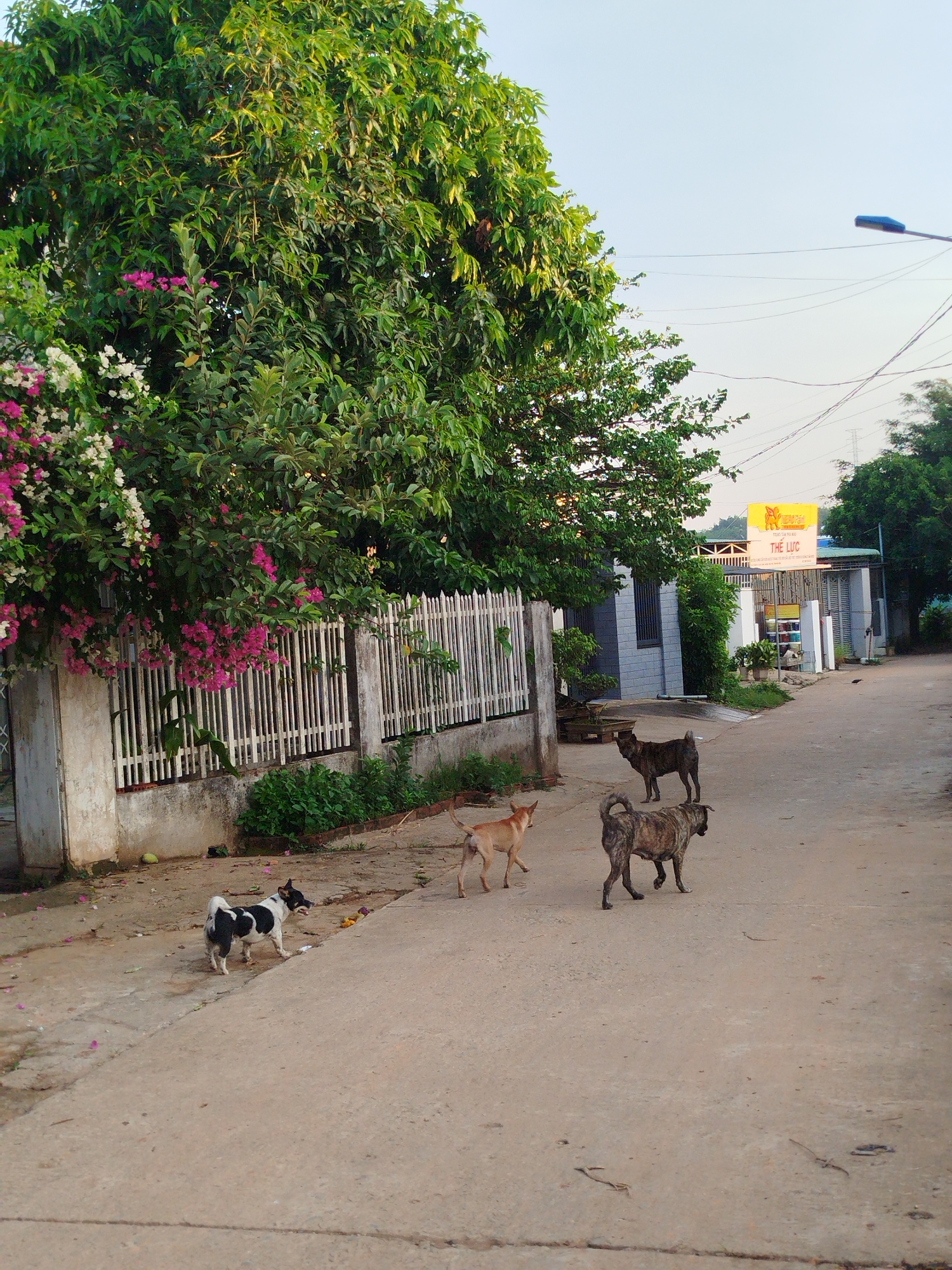 The image depicts a street scene in Bờ Y, Vietnam. The foreground is dominated by a concrete road, on which four dogs of varying breeds and sizes are present. One is black and white, another is tan, and two others are brindle. To the left, a white fence is partially obscured by flowering bushes with pink and white blooms. Behind the fence is dense green foliage. On the right side of the road, a building is visible with a yellow sign in Vietnamese, possibly indicating a business. A street light is visible in the distance. The overall atmosphere suggests a residential or semi-rural area on a day with clear skies.