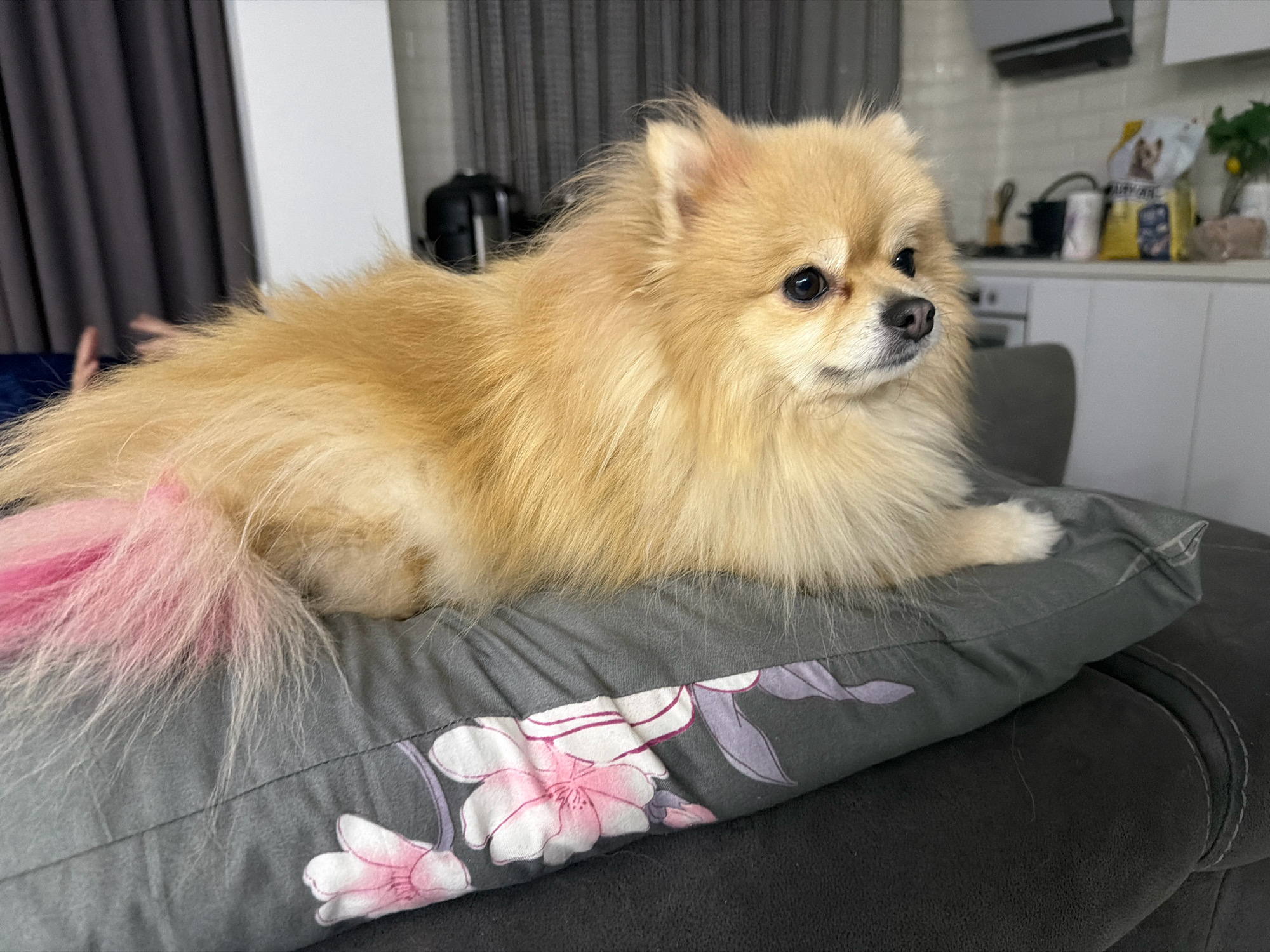 An Alaskan Malamute dog is resting on a pillow on a sofa. The dog is light brown and fluffy, with a pink dyed tail. The pillow is gray with a floral pattern of pink and purple flowers. The sofa is dark gray. In the background, a kitchen counter is visible with cabinets, a stove, and various kitchen items. The location is in the city of Tbilisi, Georgia.