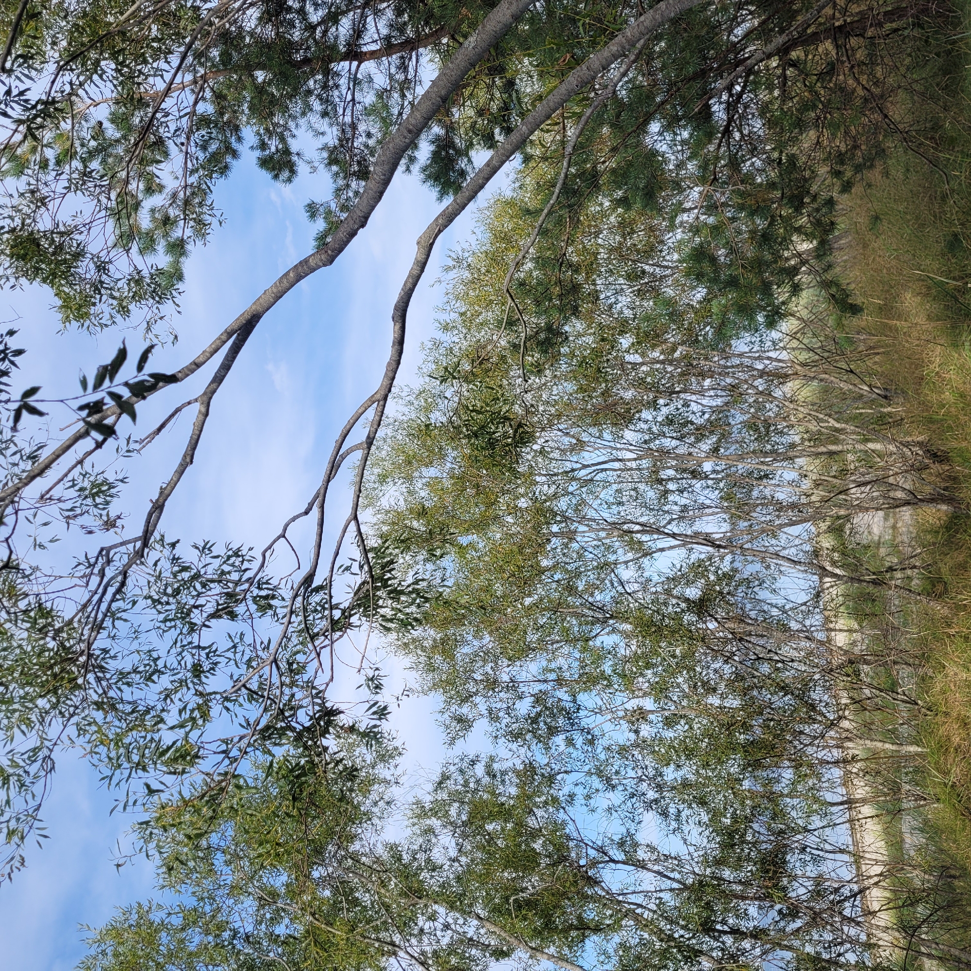 The image depicts a natural scene with a variety of trees and vegetation against a backdrop of a pale blue sky with wispy clouds. The foreground is dominated by dry, golden-brown grass and the thin, bare branches of deciduous trees, some of which have sparse green leaves. Behind these, a denser growth of trees with green foliage can be seen, with some pine trees interspersed, identifiable by their needle-like leaves. The overall impression is of a somewhat wild or untamed landscape, possibly a coastal area given the sandy-looking ground visible through the trees. The lighting suggests it is daytime, likely morning or afternoon, with soft sunlight filtering through the branches. There are no people or man-made structures visible in the image.
This image does not contain enough information to determine its specific location within the city of Jūrmala, Latvia. While Jūrmala is known for its pine forests and coastal areas, this particular scene could be found in various natural settings within the city or its surroundings.