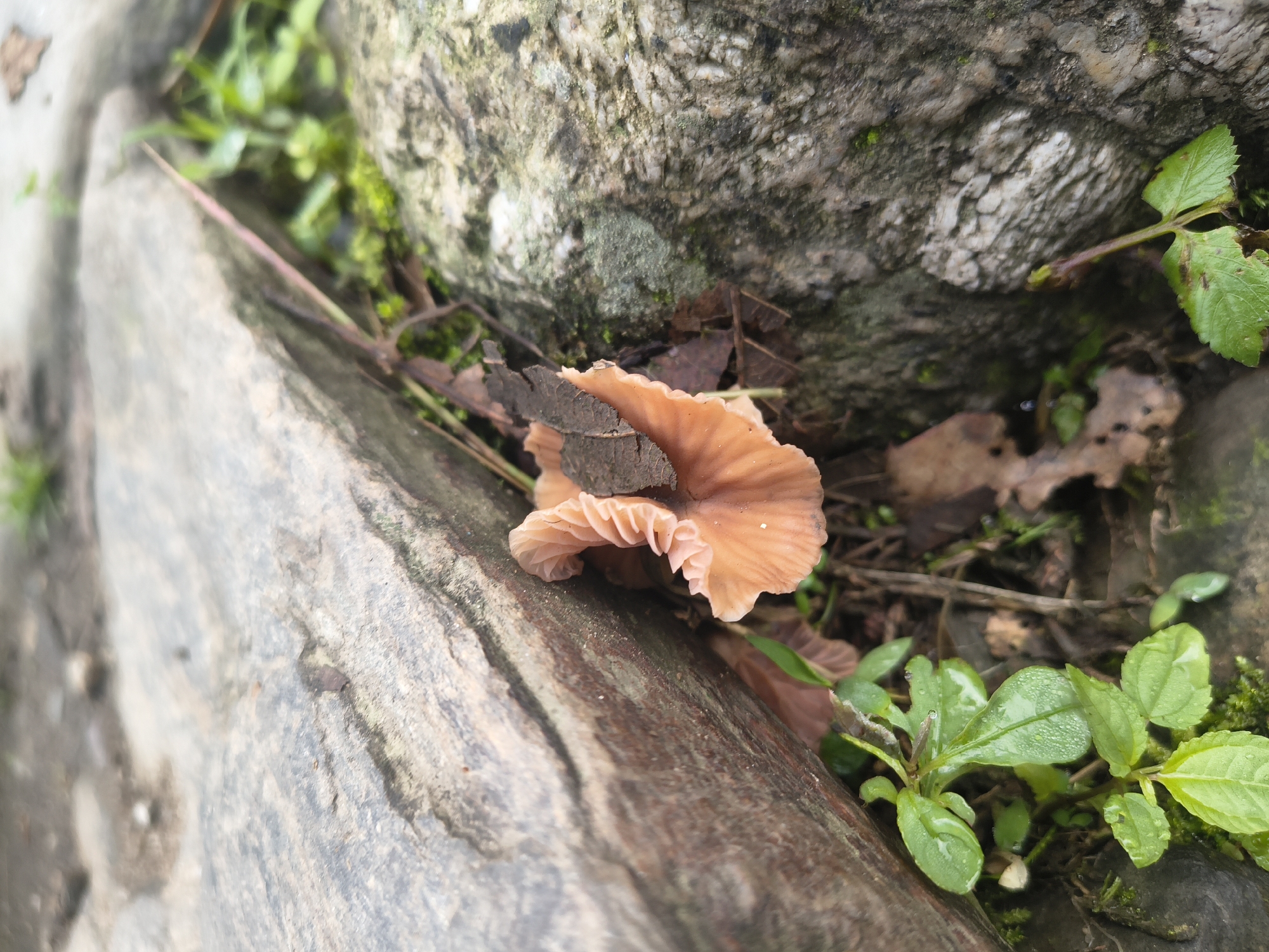 A cluster of delicate, pale orange mushrooms is growing from the damp earth between two large, grey rocks. The mushrooms have ruffled edges and are partially obscured by fallen leaves and moss. Small, vibrant green leaves with dew drops are visible in the foreground. The scene is set in a natural, outdoor environment, likely a forest floor or a garden in Haini, India, characterized by rocks, vegetation, and the presence of fungi. The lighting suggests it is daytime, with diffused light indicating an overcast or shaded condition. There are no people or animals present in the frame.