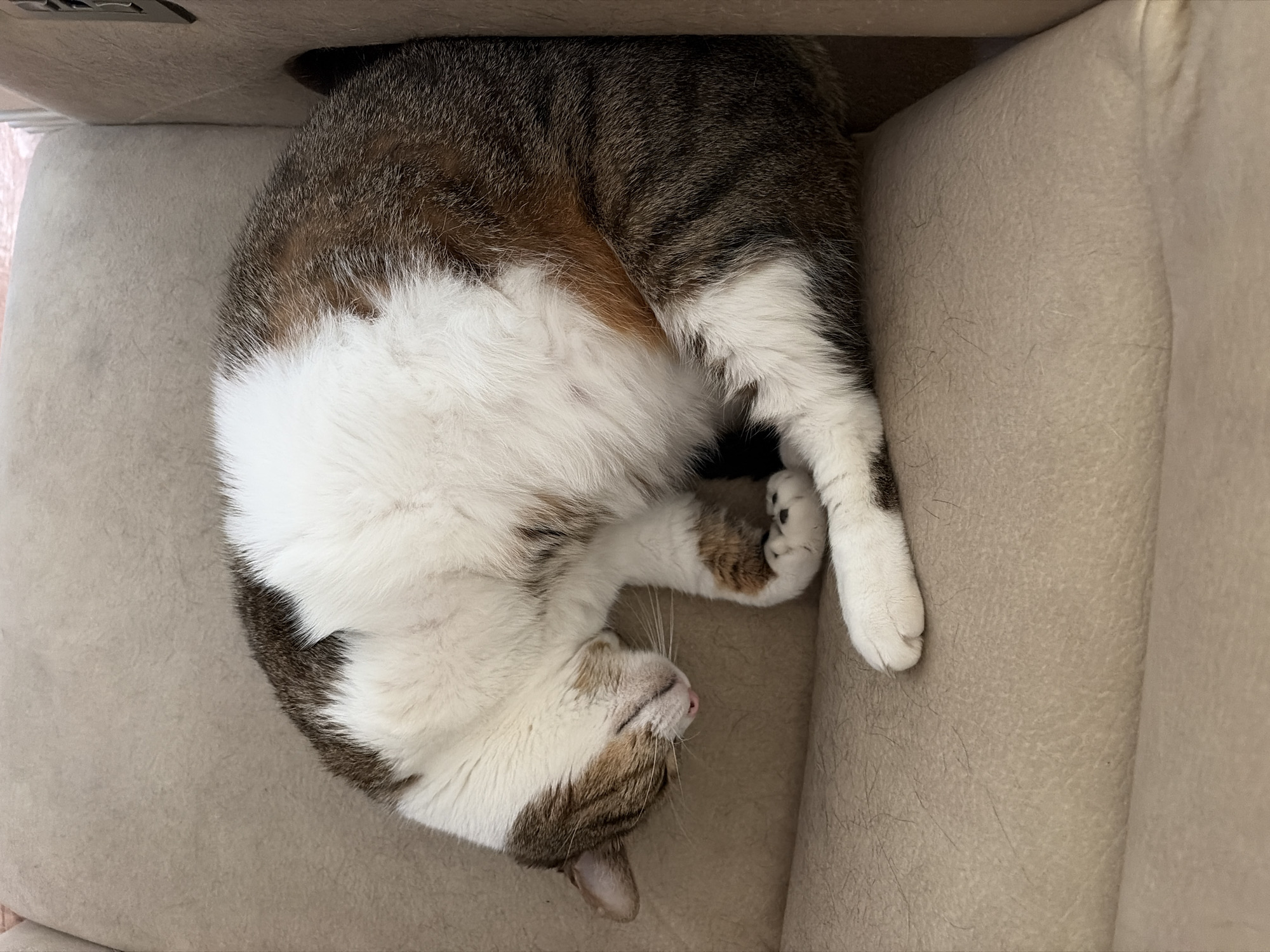 A domestic cat is curled up and sleeping on a beige upholstered chair. The cat has brown, white, and grey tabby markings. Its head is tucked in towards its body, and its paws are tucked underneath. A small pink tongue is visible, sticking out slightly. The chair appears to be indoors, possibly in a living room or a similar domestic setting. The lighting suggests it is daytime.